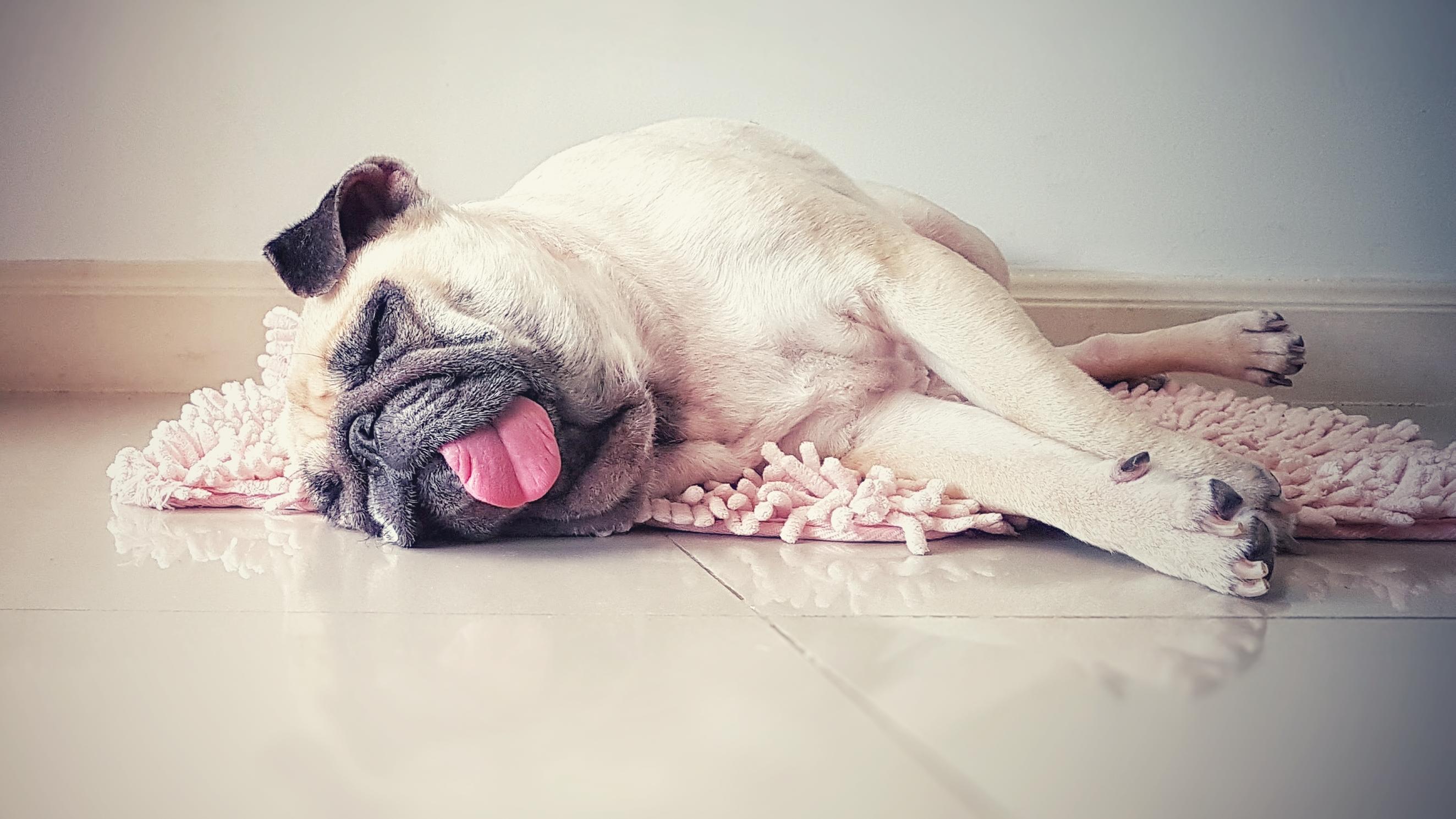 So erkennen Sie einen Hitzschlag bei Haustieren Mops liegt auf der Seite mit Zunge raus