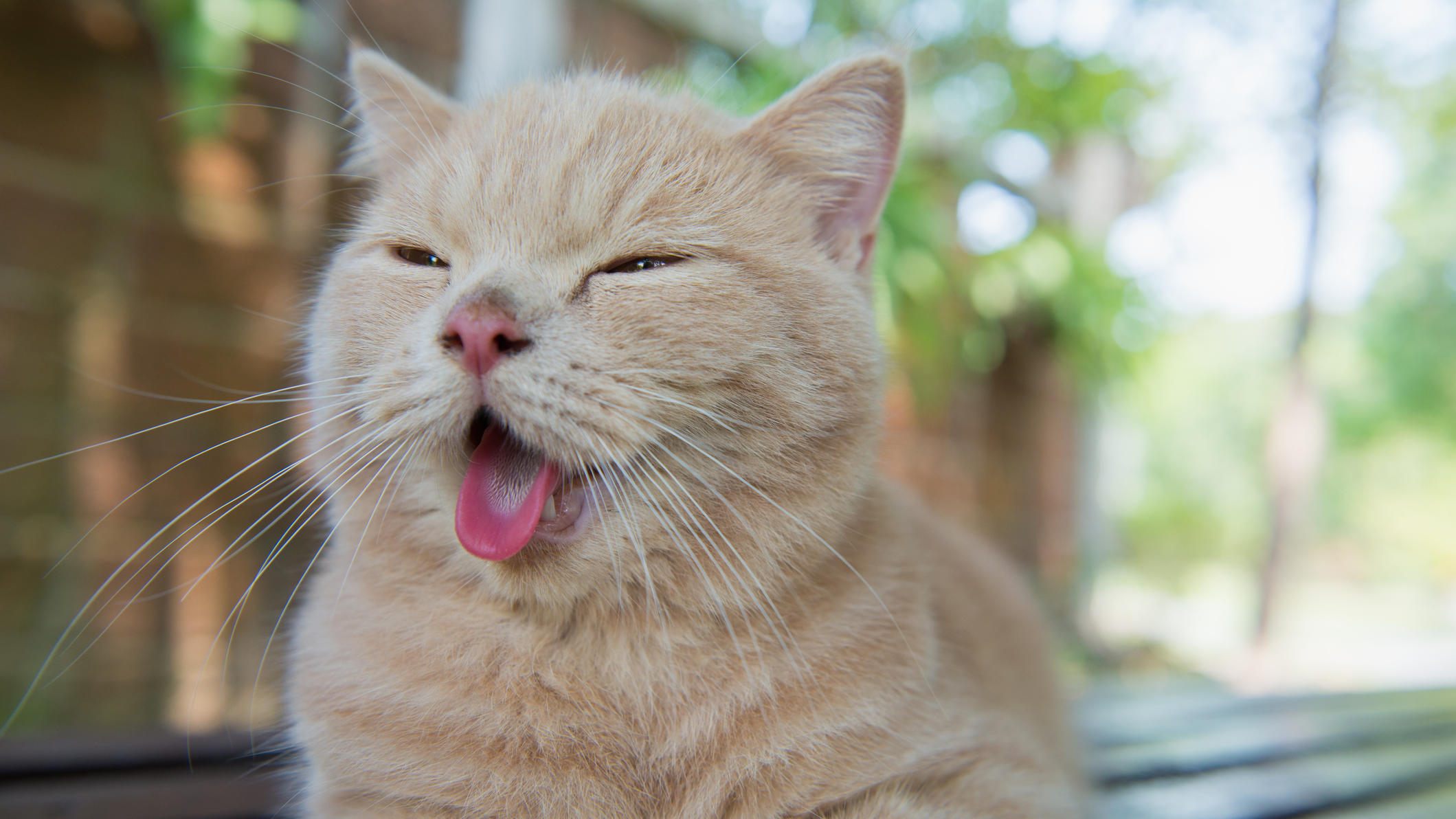 So erkennen Sie einen Hitzschlag bei Haustieren Katze hechelt