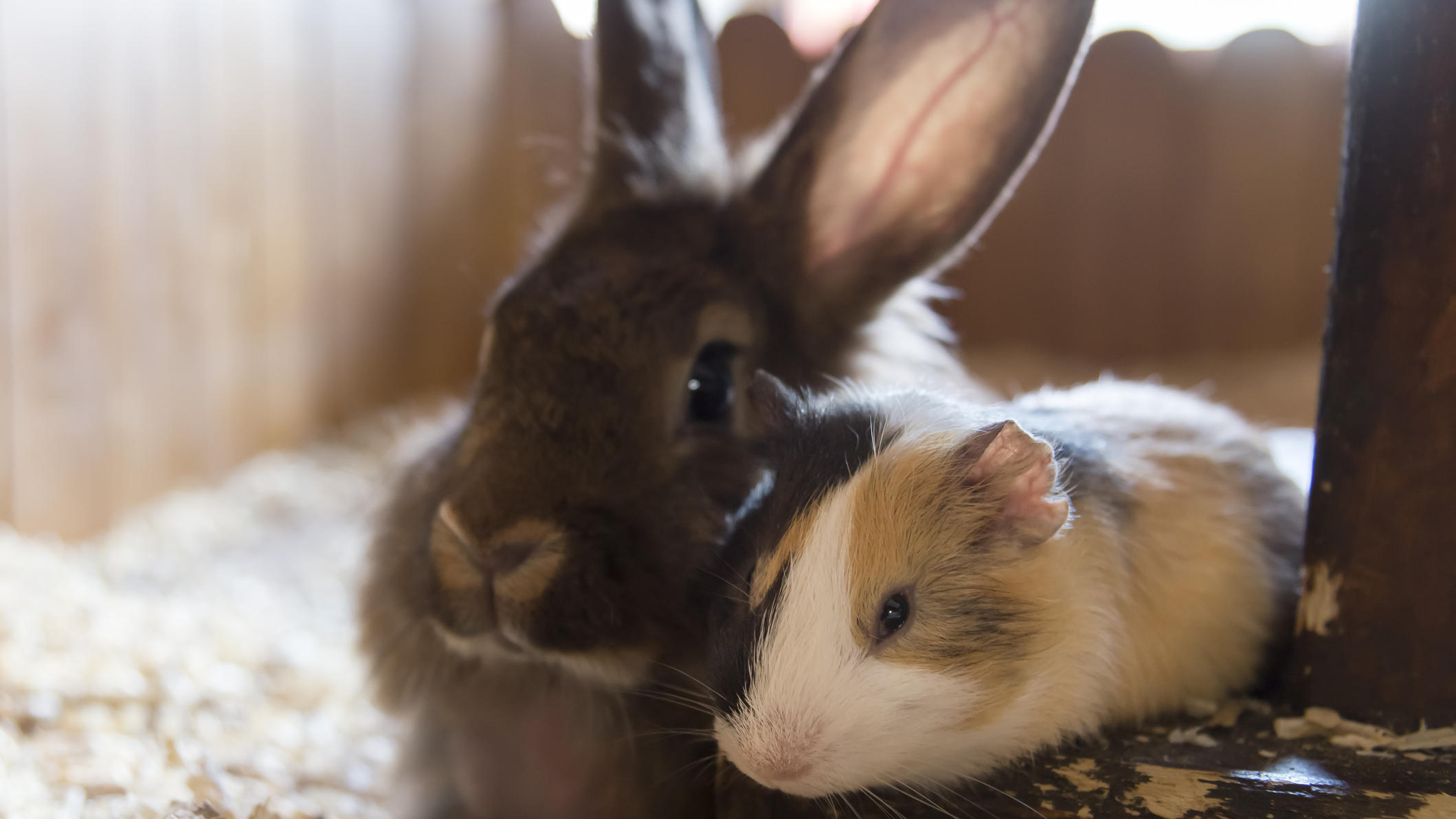 So erkennen Sie einen Hitzschlag bei Haustieren Kaninchen und Meerschweinchen im Käfig