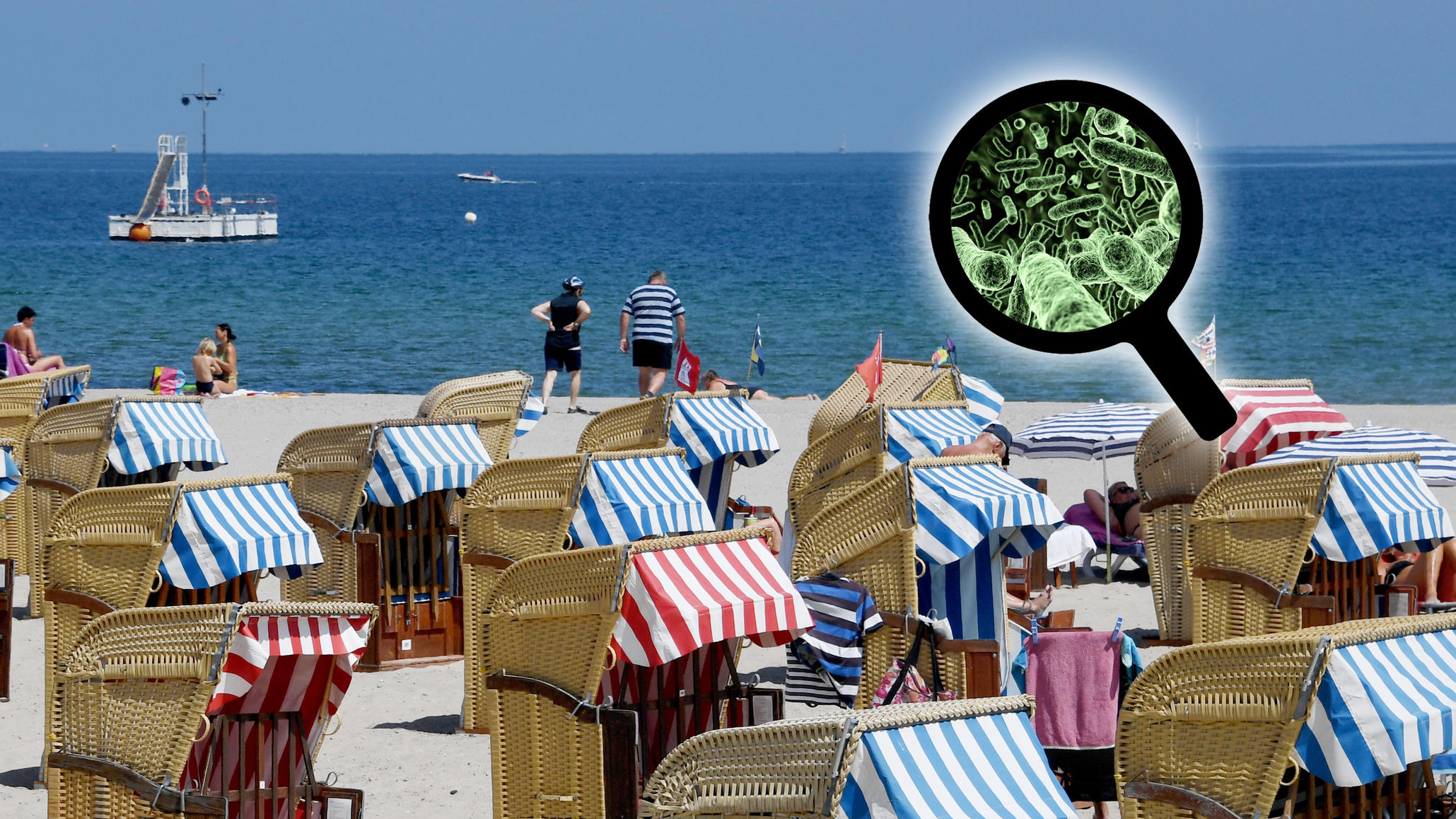 Vibrionen in der Ostsee: Mehr Infektionen durch Klimawandel Vibrionen in der Ostsee: mehr Infektionen durch Klimawandel