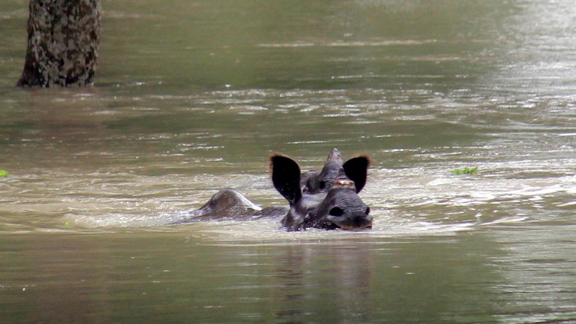 Seltene Panzernashörner im Monsun ertrunken - Nationalpark fast komplett unter Wasser dpatopbilder - 15.07.2019, Indien, ---: Ein indisches Einhorn-Nashorn schwimmt durch den nach dem Monsun überfluteten Kaziranga-Nationalpark in Assam. Der heftige Monsunregen in Südasien hat bisher mehr als 180 Menschen das Leben gekostet und gefähr