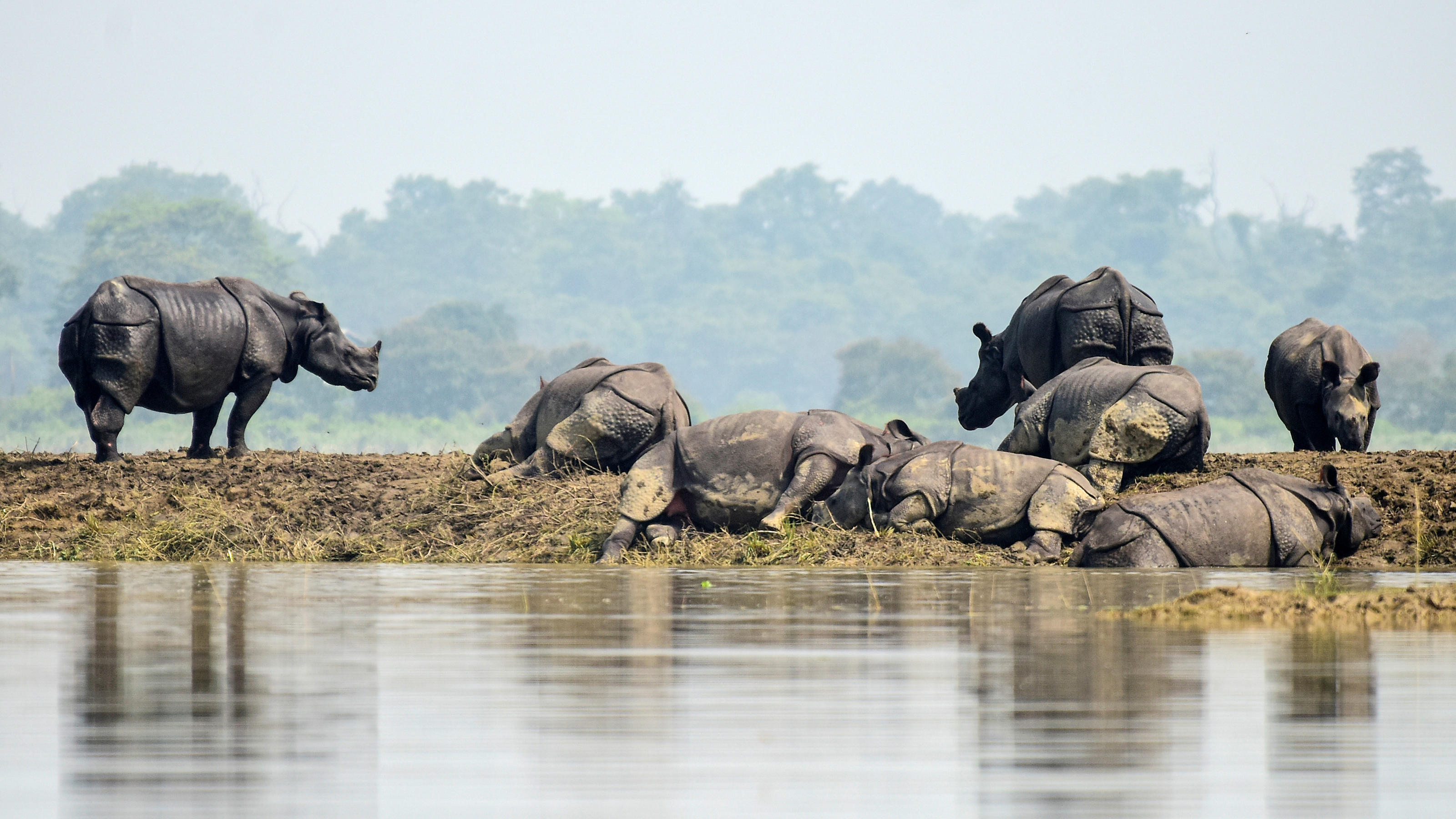 Seltene Panzernashörner im Monsun ertrunken - Nationalpark fast komplett unter Wasser Diese Nashörner im Kaziranga Nationalpark in Assam in Indien haben vorerst sicheres Geläuf unter ihren Füßen.