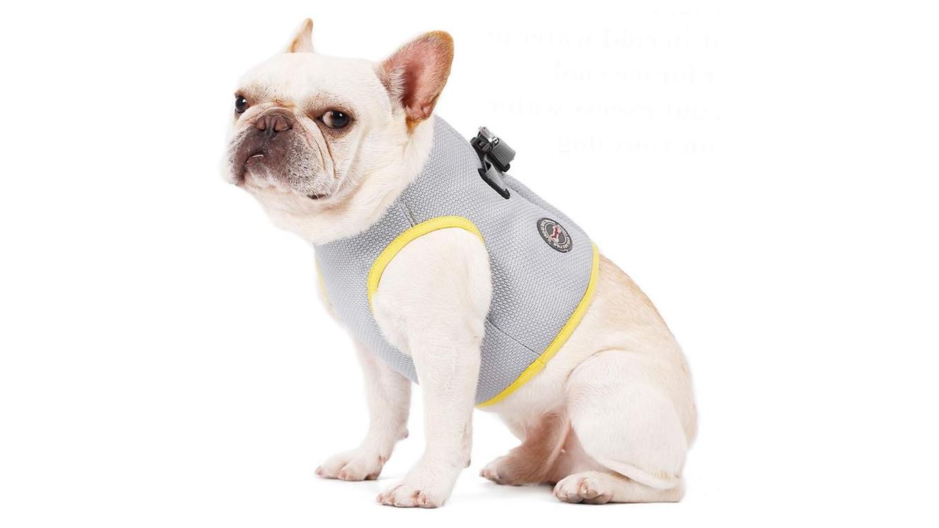 Sonnenschutz für Hunde: Diese Hilfsmittel halten Vierbeiner trotz UV-Strahlung und Hitze gesund Kühlweste für Hunde
