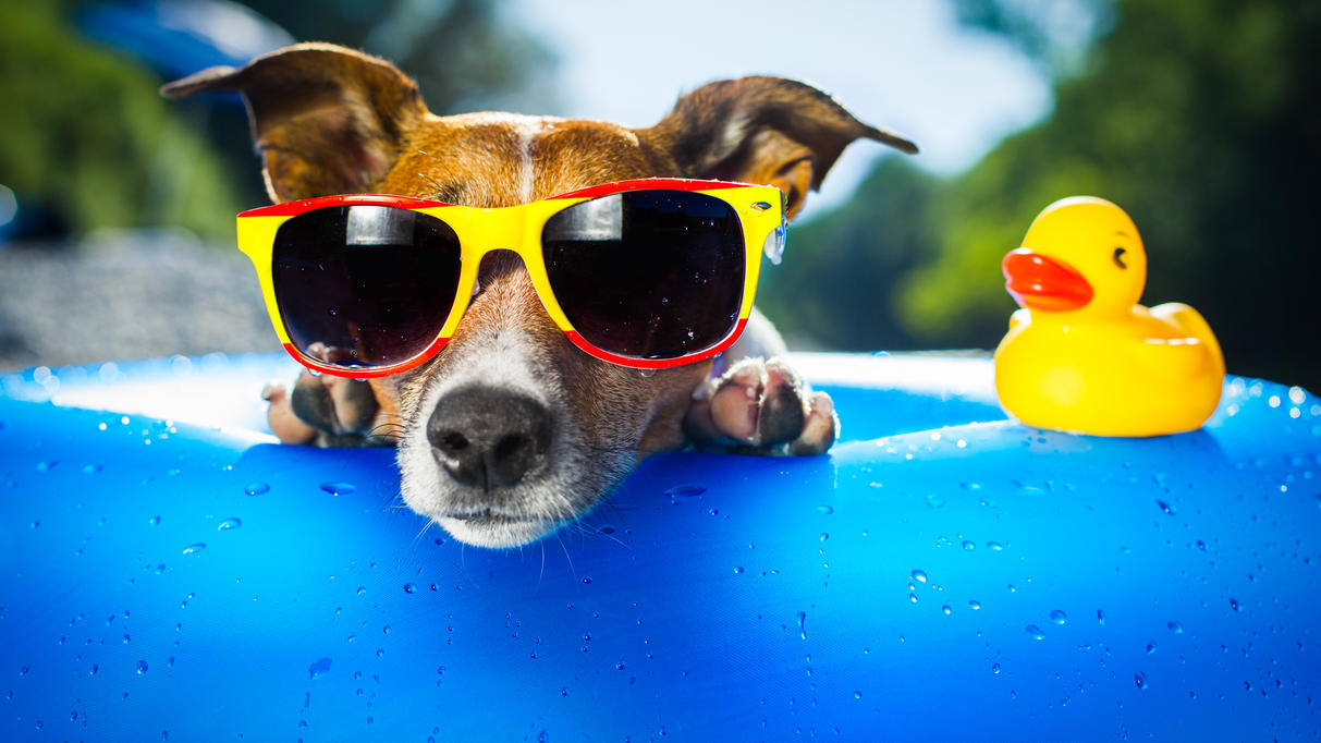 Sonnenschutz für Hunde: Diese Hilfsmittel halten Vierbeiner trotz UV-Strahlung und Hitze gesund Sonnenbrille für den Hund