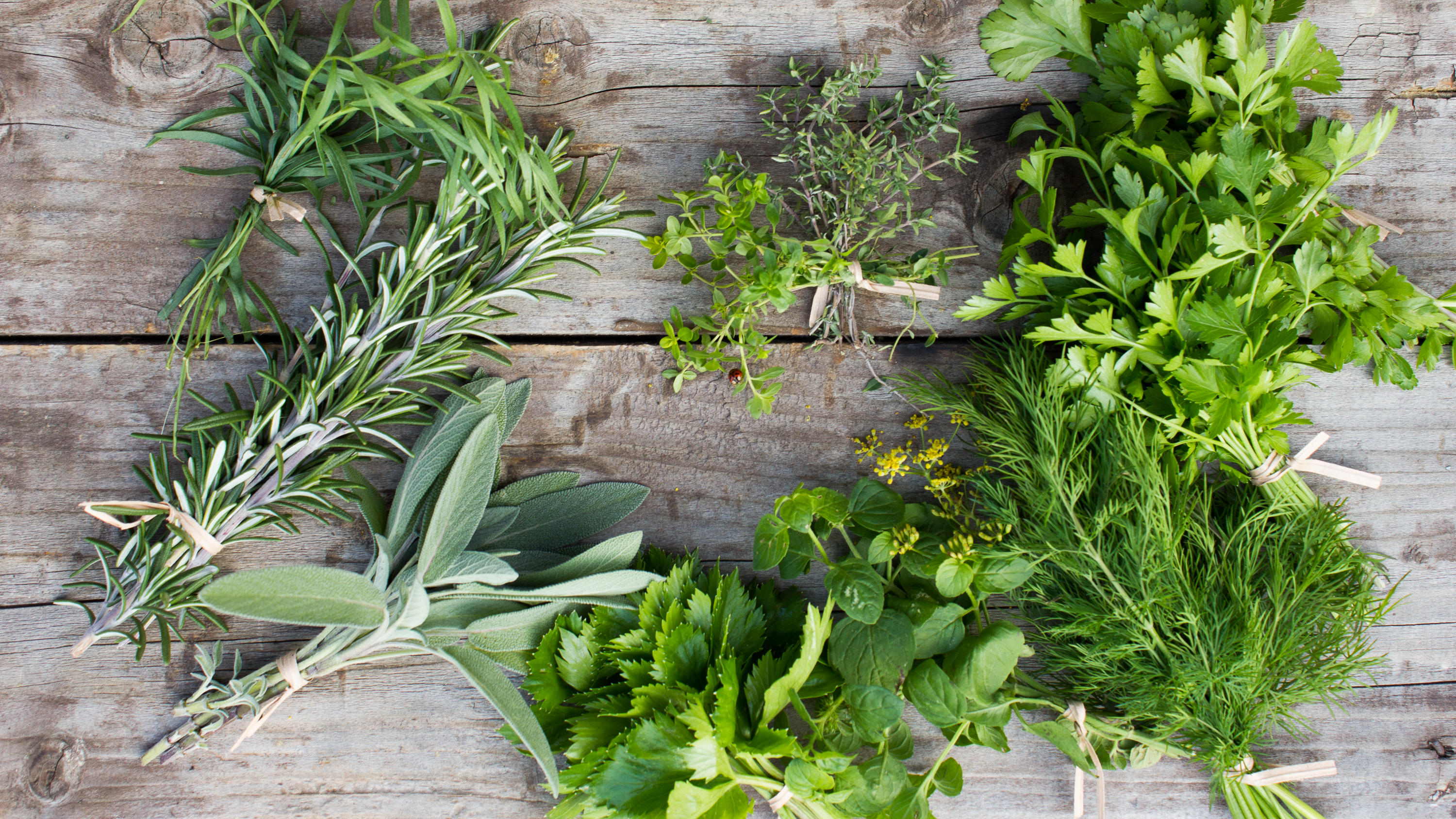 Obst und Gemüse im August: Was hat jetzt Saison? Zum Beispiel Dill, Estragon und Rosmarin lohnen sich zu ernten und einzufrieren.