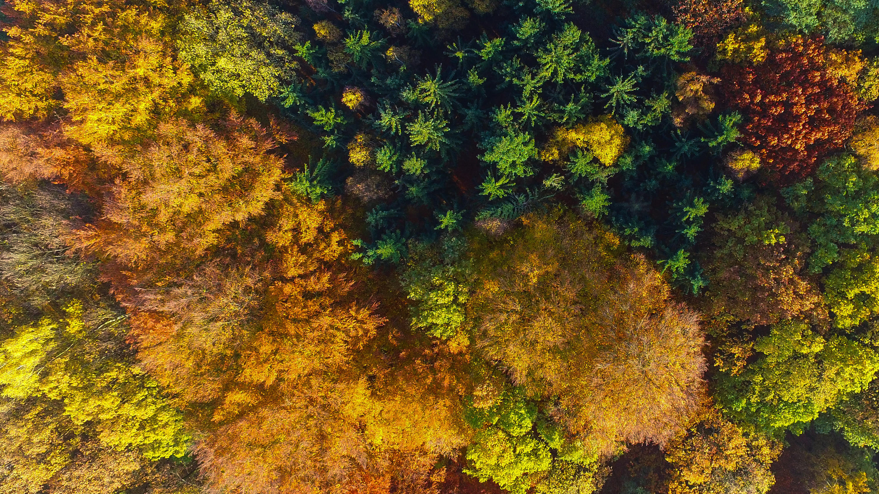 Waldsterben 2.0: Was können wir tun? ARCHIV - 12.11.2016, Brandenburg, Sieversdorf: Ein herbstlich bunt gefärbter Mischwald leuchtet in der Mittagssonne im Landkreis Oder-Spree (Luftaufnahme mit einer Drohne). Angesichts absterbender Wälder in Deutschland als Folge der Klimakrise erwart