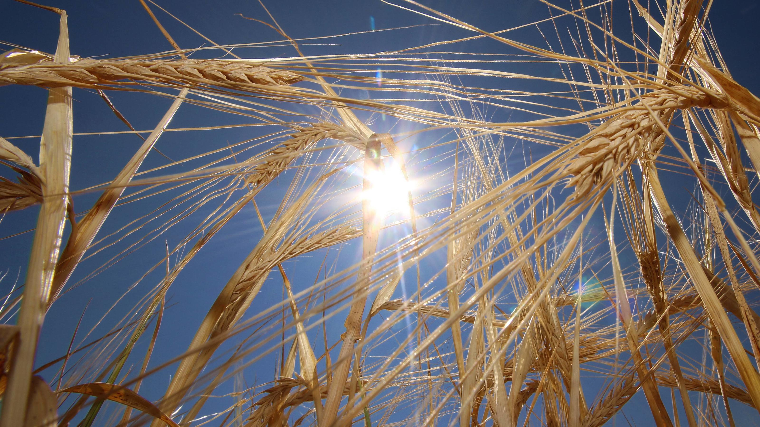 Mehr Regen in der Sahara als bei uns im April Dürre in Hofheim, Main Taunus Kreis, Hessen, Deutschland: Gerste lässt in der heißen Mittagssonne die Ähren hängen *** Drought in Hofheim Main Taunus District Hesse Germany Barley leaves the ears hanging in the hot midday sun