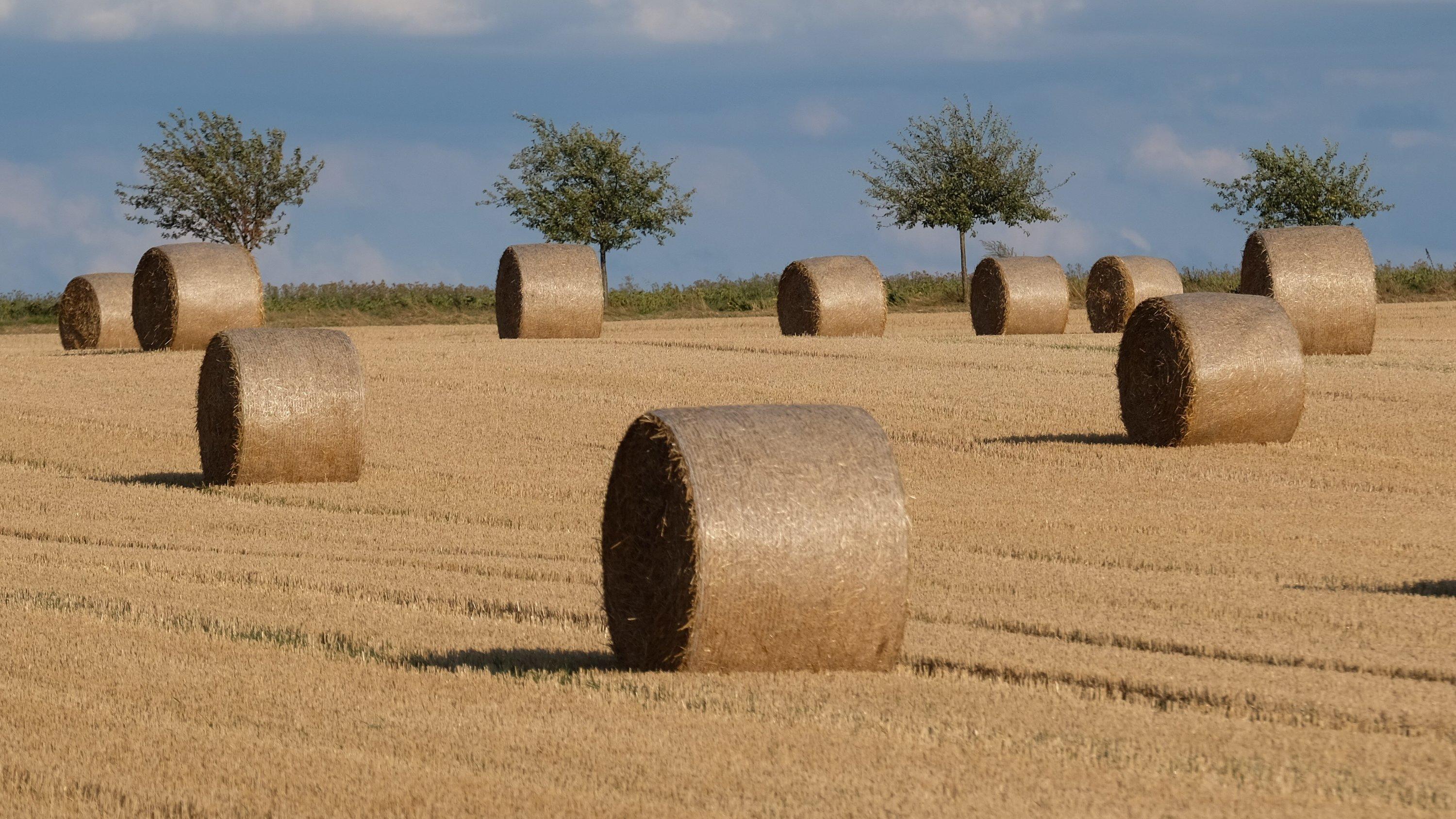 Wetterbericht für Deutschland für den 19.08.2019: Kräftige Regenfälle im Süden 18.08.2019, Sachsen-Anhalt, Stößen: Strohballen liegen auf einem abgeernteten Getreidefeld im Burgenlandkreis. In der kommenden Woche wird in Mitteldeutschland sommerliches Wetter erwartet. Foto: Sebastian Willnow/dpa-Zentralbild/dpa +++ dpa-Bildfunk