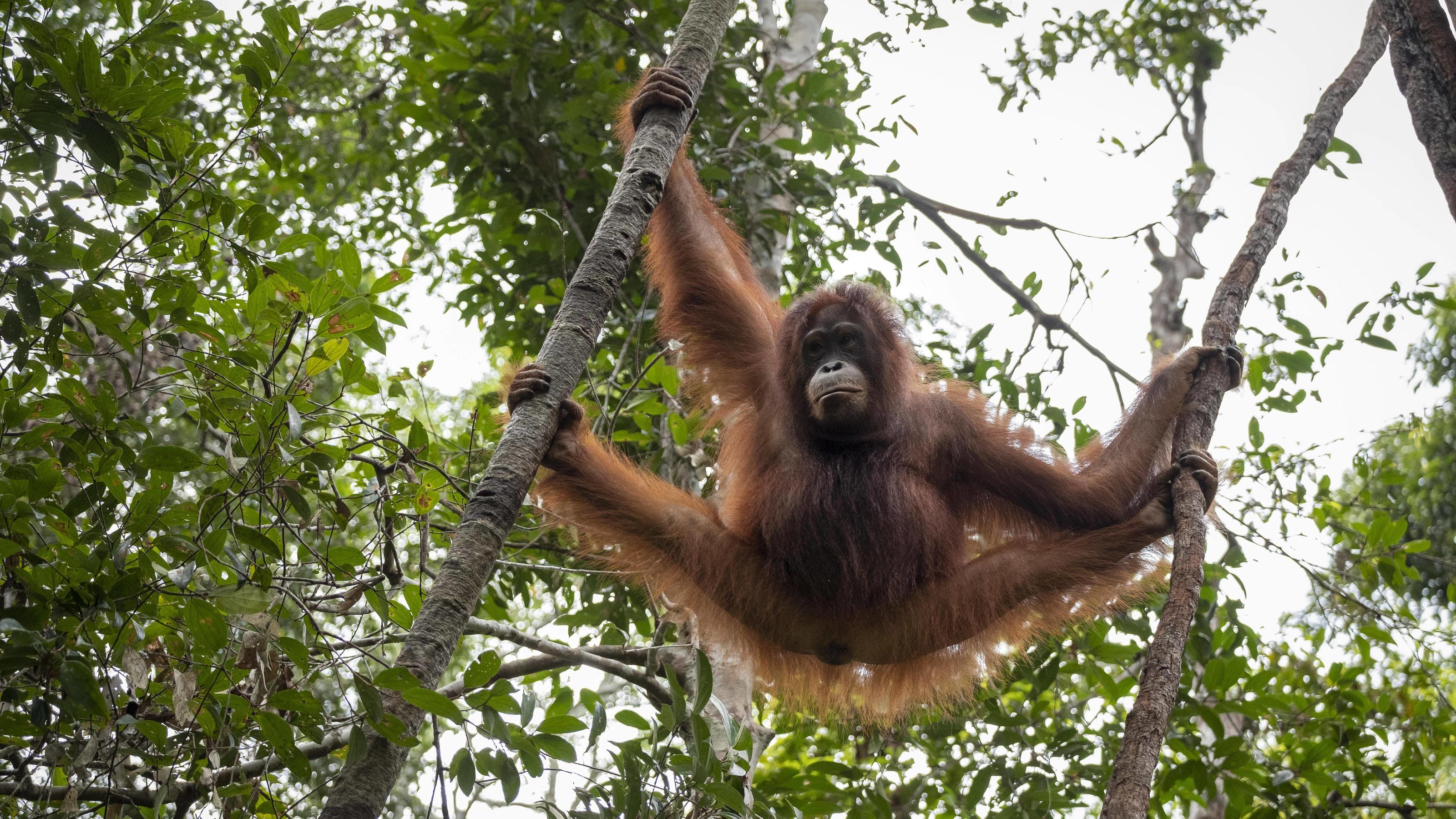 So müssen Orang-Utans nach wie vor für die Profitgier der Menschen leiden Borneo-Orang-Utan (Pongo pygmaeus) hängt zwischen Bäumen, Nationalpark Tanjung Puting, Zentralkalimantan, Borneo, Indonesien, Asien *** Borneo Orang Utan Pongo pygmaeus hangs between trees National Park Tanjung Puting Central Kalimantan Borneo Indone
