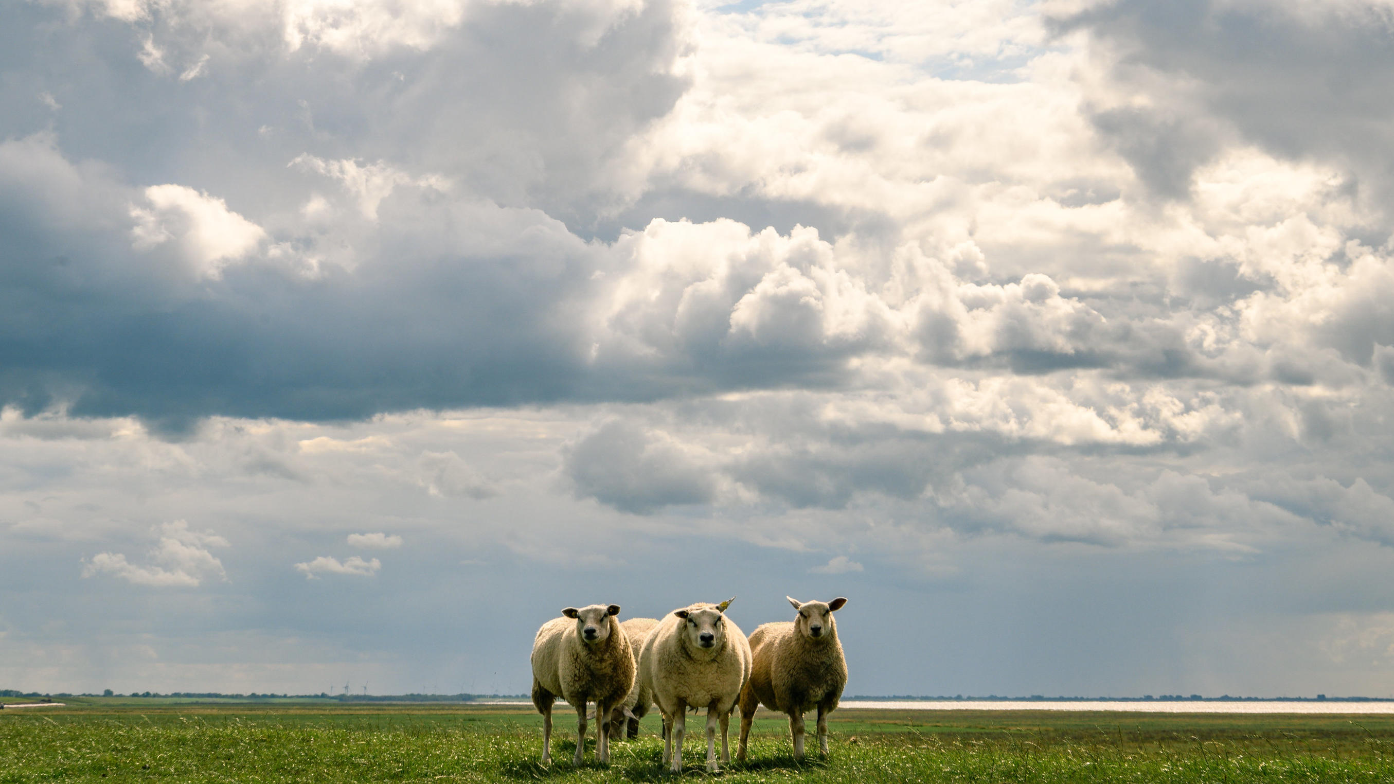 Wetterbericht zum 10.04.2020: Blauer Himmel und viel Sonne am Karfreitag dpatopbilder - 02.09.2019, Niedersachsen, Tossens: Drei Schafe stehen bei bewölkten Himmel auf dem Deich dicht nebeneinander. Foto: Mohssen Assanimoghadddam/dpa +++ dpa-Bildfunk +++