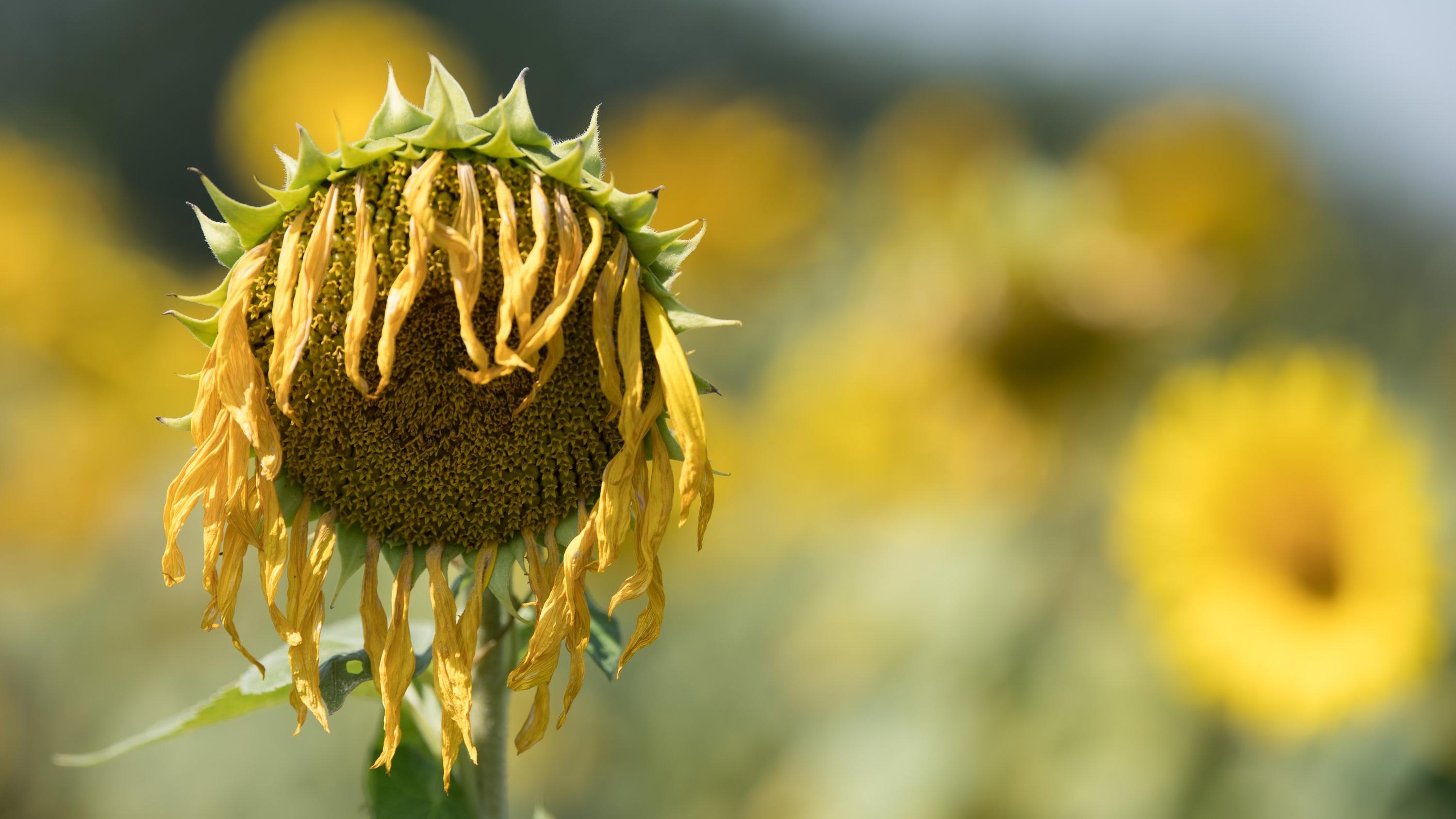 Herbstwetter: Hitze oder Minusgrade? Bei den Temperaturen im September ist alles möglich ARCHIV - 26.07.2019, Sachsen, Dresden: Ein vertrocknete Sonnenblume steht auf einem Feld. (zu dpa Sommer 2019 war drittwärmster seit Beginn der Wetteraufzeichnungen) Foto: Sebastian Kahnert/zb/dpa +++ dpa-Bildfunk +++