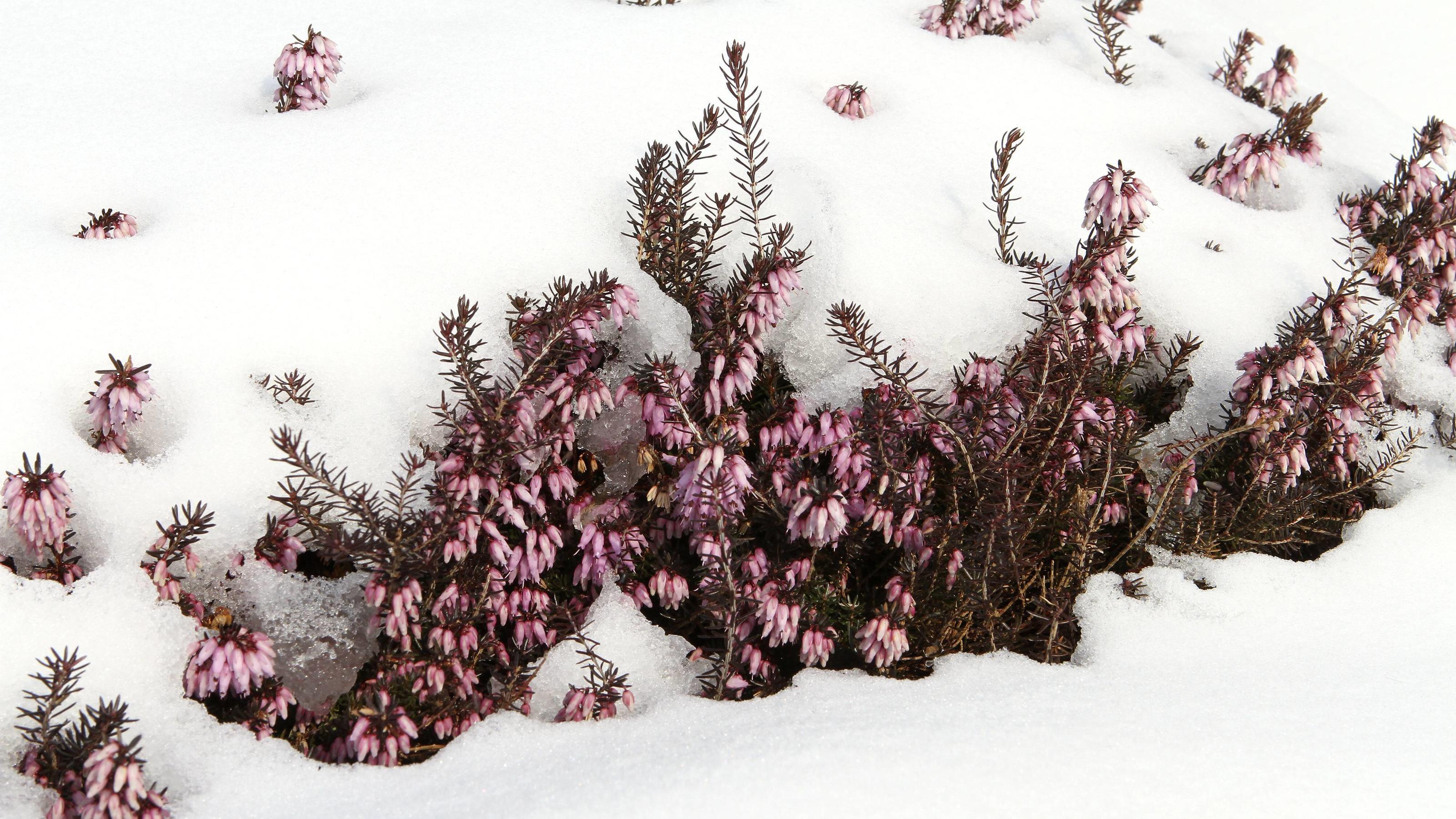 Herbstwetter: Hitze oder Minusgrade? Bei den Temperaturen im September ist alles möglich Heidekraut Erica im Schnee PUBLICATIONxINxGERxSUIxAUTxHUNxONLY 1065502265