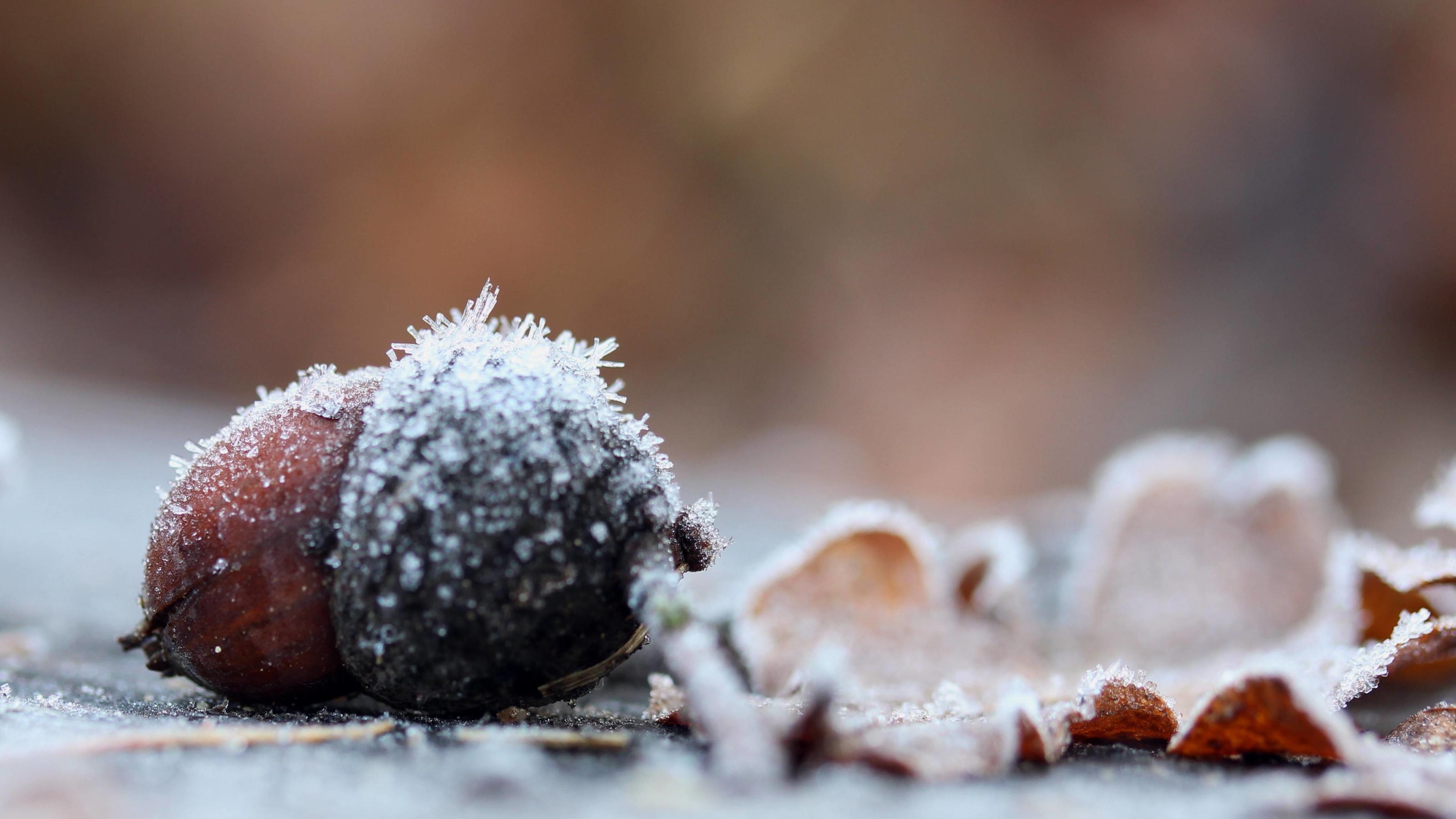 Der 7-Tage-Wettertrend: Die kommende Woche bringt langsam Besserung eisig dekoriert WINTER/creative *** icy decorated WINTER creative PUBLICATIONxINxGERxSUIxAUTxONLY photocase_1869212