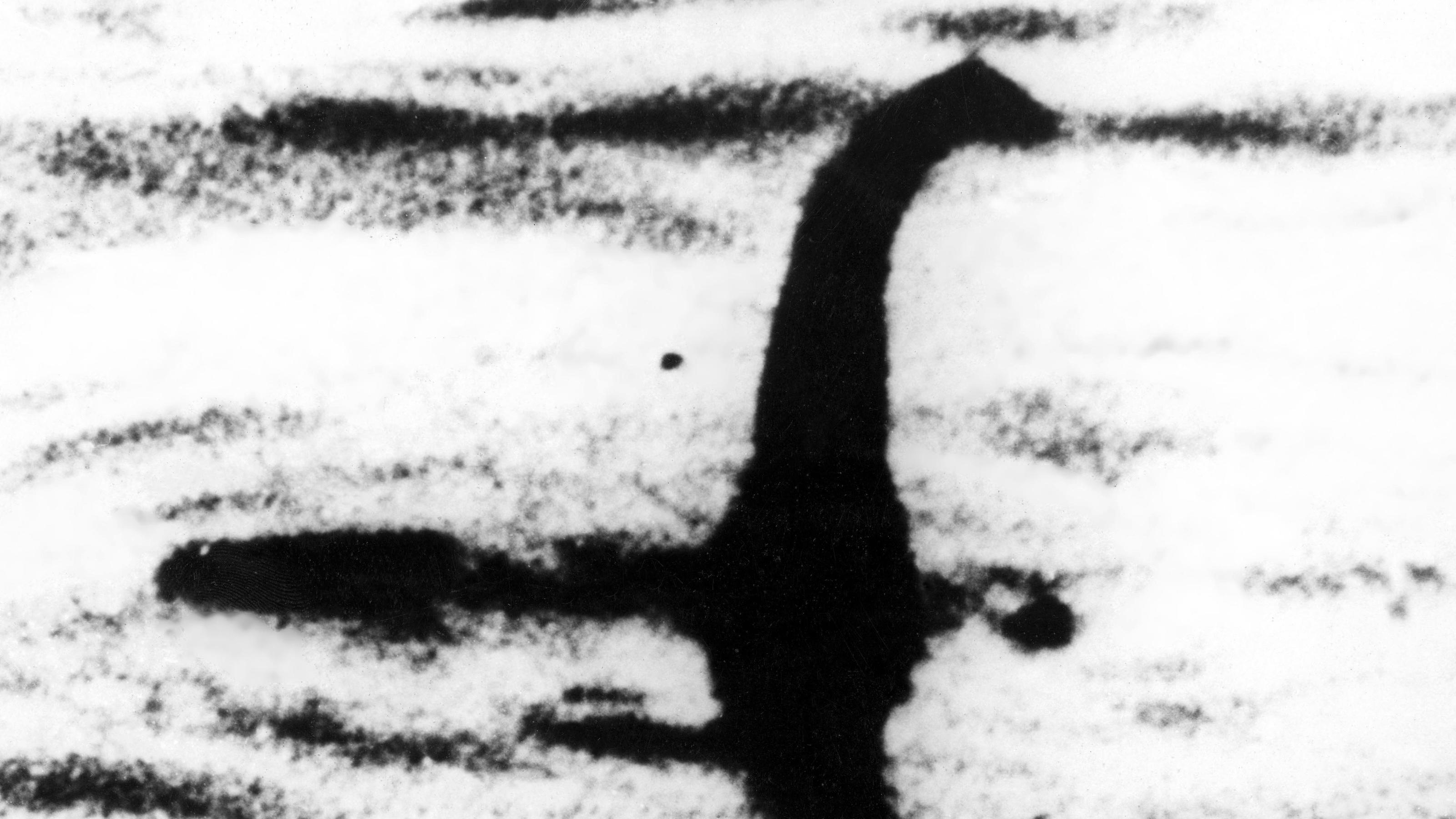 Internetuser lüften Nessis Geheimnis - ein ganz bestimmtes Walorgan soll hinter Seeungeheuern stecken Vermeintliches Ungeheur von Loch Ness Nessie