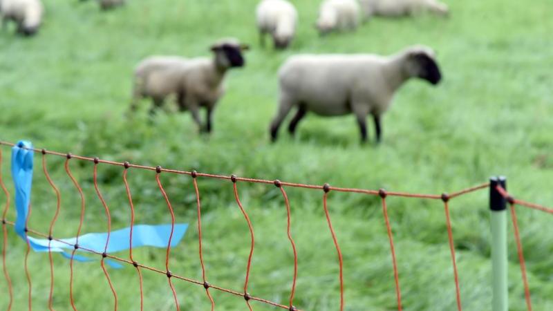 Die Angst vor dem Schafe vor dem Wolf schützen