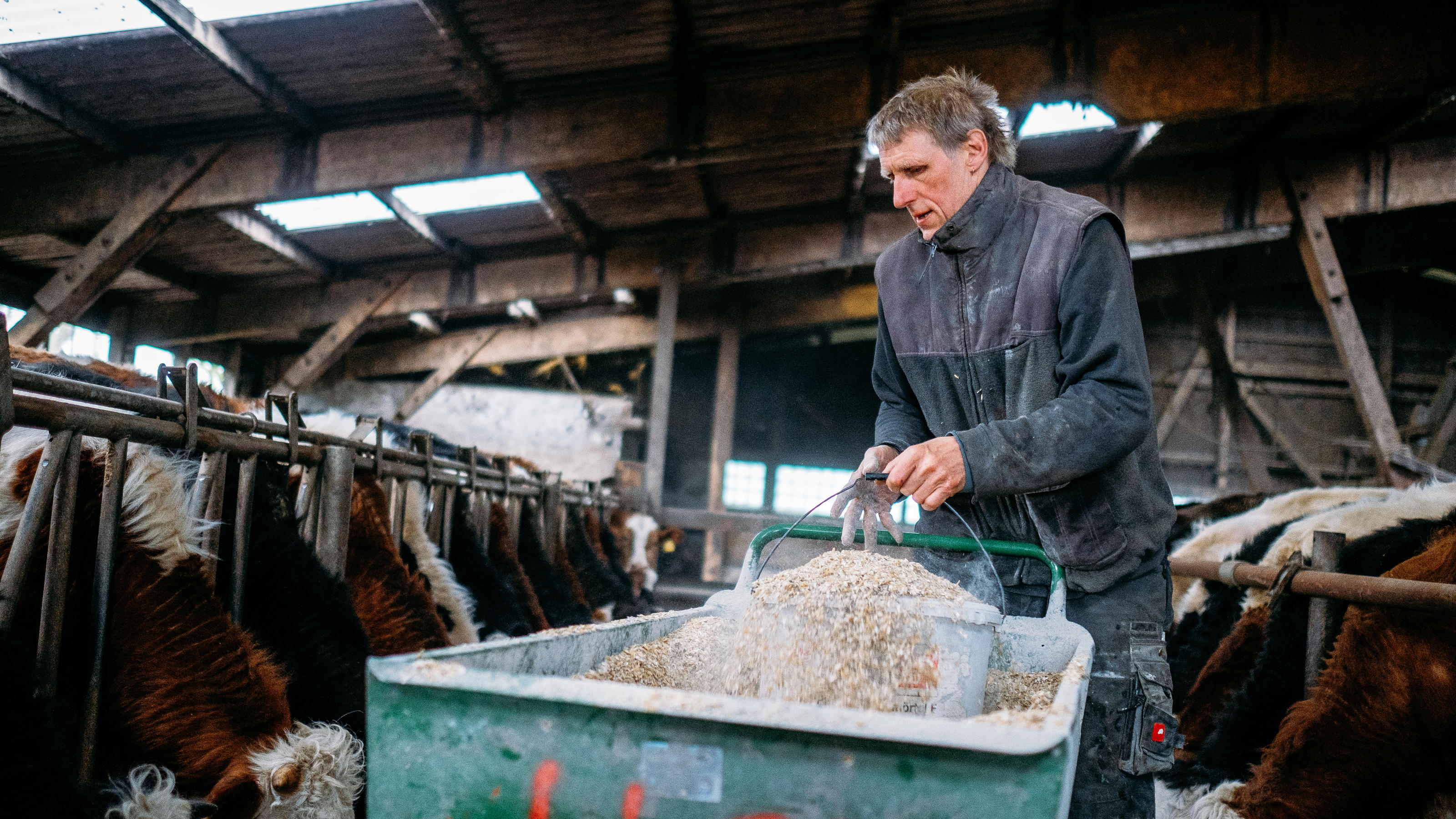 Klimaklage unzulässig und somit abgewiesen 04.04.2019, Schleswig-Holstein, Pellworm: Jörg Backsen streut im Kuhstall des Familienhofes Edenswarf Hafer für seine Kühe aus. Während die Bundesregierung in Berlin um neue Klimagesetze streitet, hat man auf der Insel Pellworm Angst davor unterzugeh