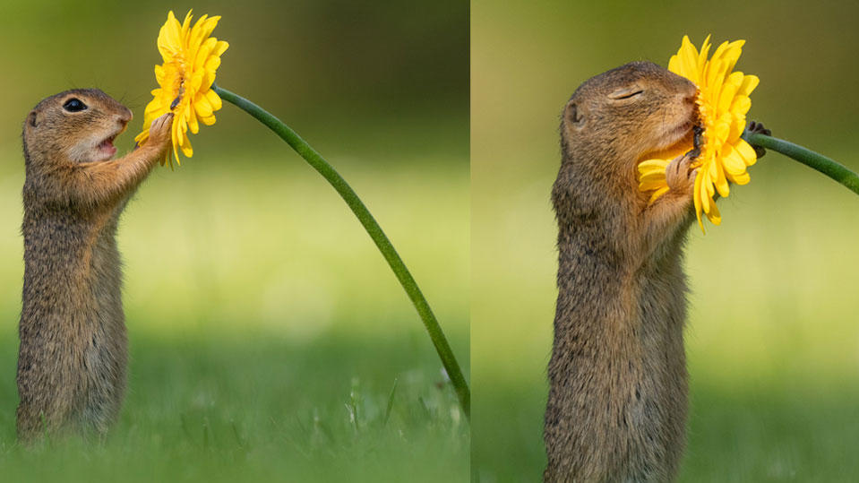 Kleines Erdhörnchen schnuppert verträumt an einer Blume Dick van Duijn wartete 2 Stunden für dieses perfekte Foto eines Ziesels.