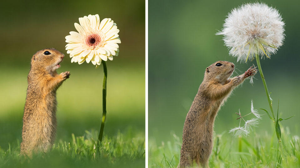 Kleines Erdhörnchen schnuppert verträumt an einer Blume Ziesel auf einer Wiener Wiese