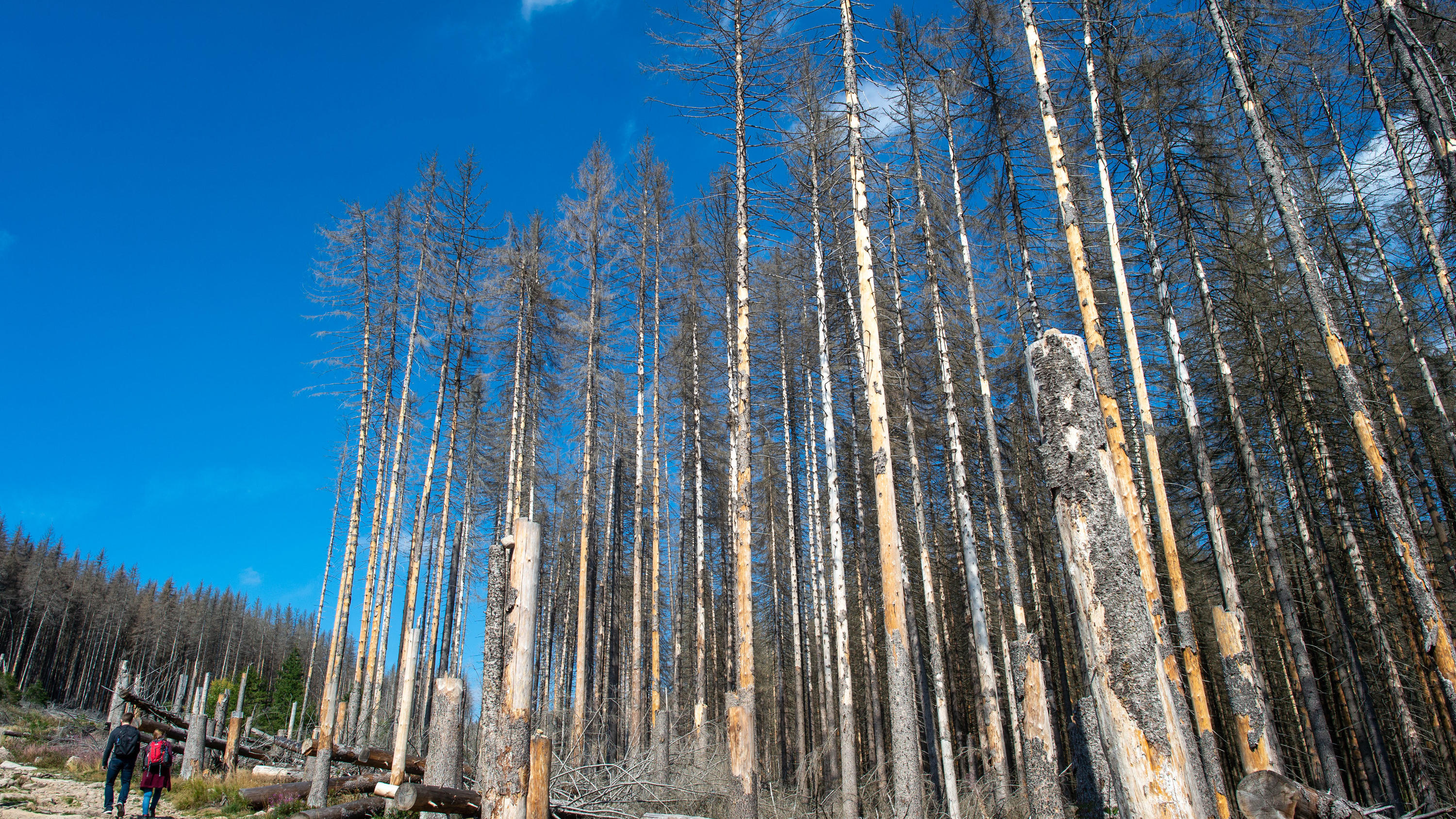 Die schlimmsten Herbststürme der letzten Jahre ARCHIV - 11.09.2019, Sachsen-Anhalt, Wernigerode: Wanderer gehen im Nationalpark Harz an abgestorbenen Fichten vorbei. Die Nadelbäume fielen dem Borkenkäfer zum Opfer. Vor dem Spitzentreffen zum Wald am Mittwoch in Berlin hat Thüringens Forstminister