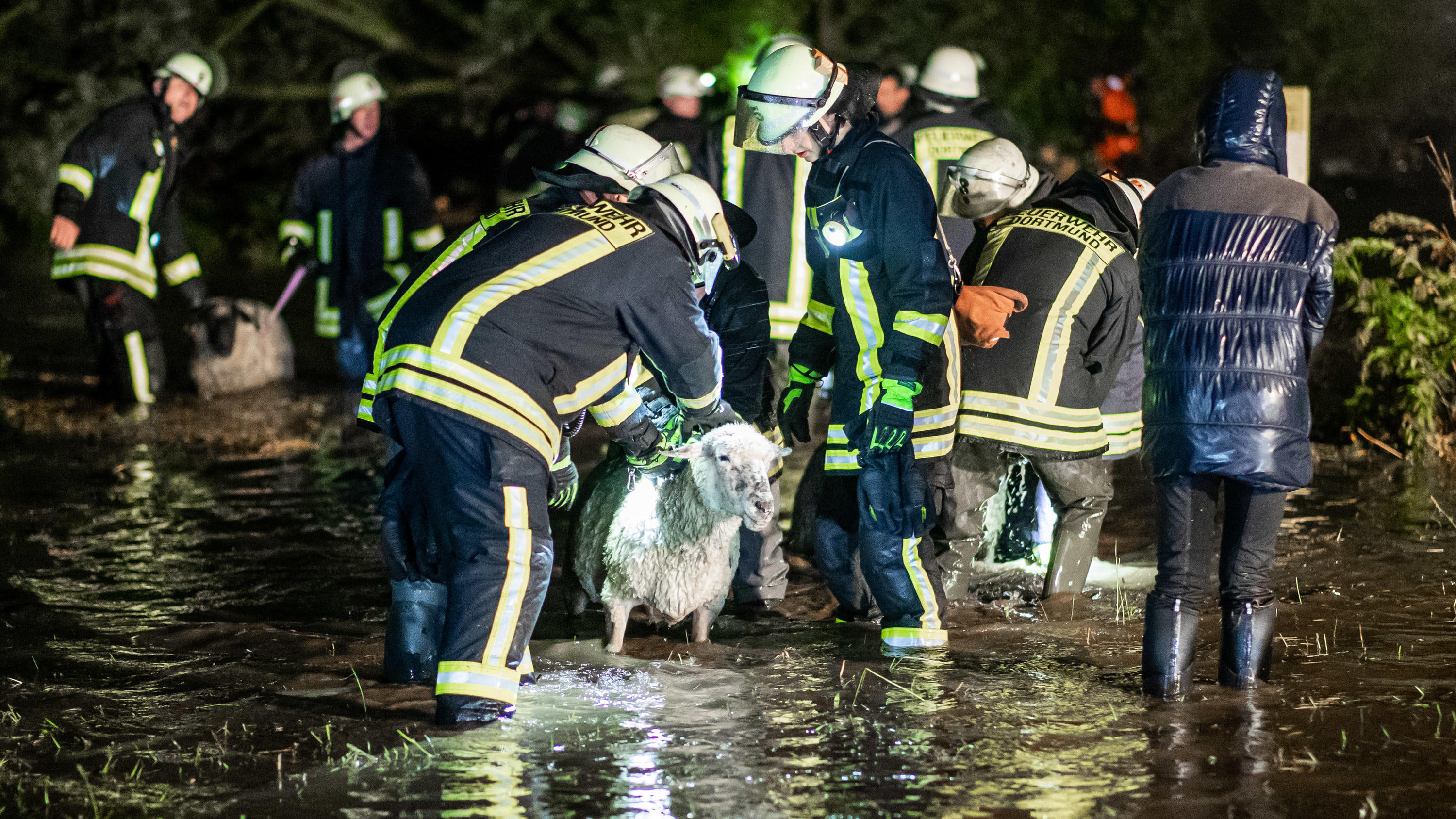 Tief "Mortimer": Spektakuläre Rettungsaktion von Schafen 30.09.2019, Nordrhein-Westfalen, Dortmund: Einsatzkräfte der Feuerwehr tragen ein Schaf über eine überflutete Wiese. Starke Regenfälle haben eine Weide mit rund 300 Schafen in Dortmund geflutet. Foto: Marcel Kusch/dpa +++ dpa-Bildfunk +++
