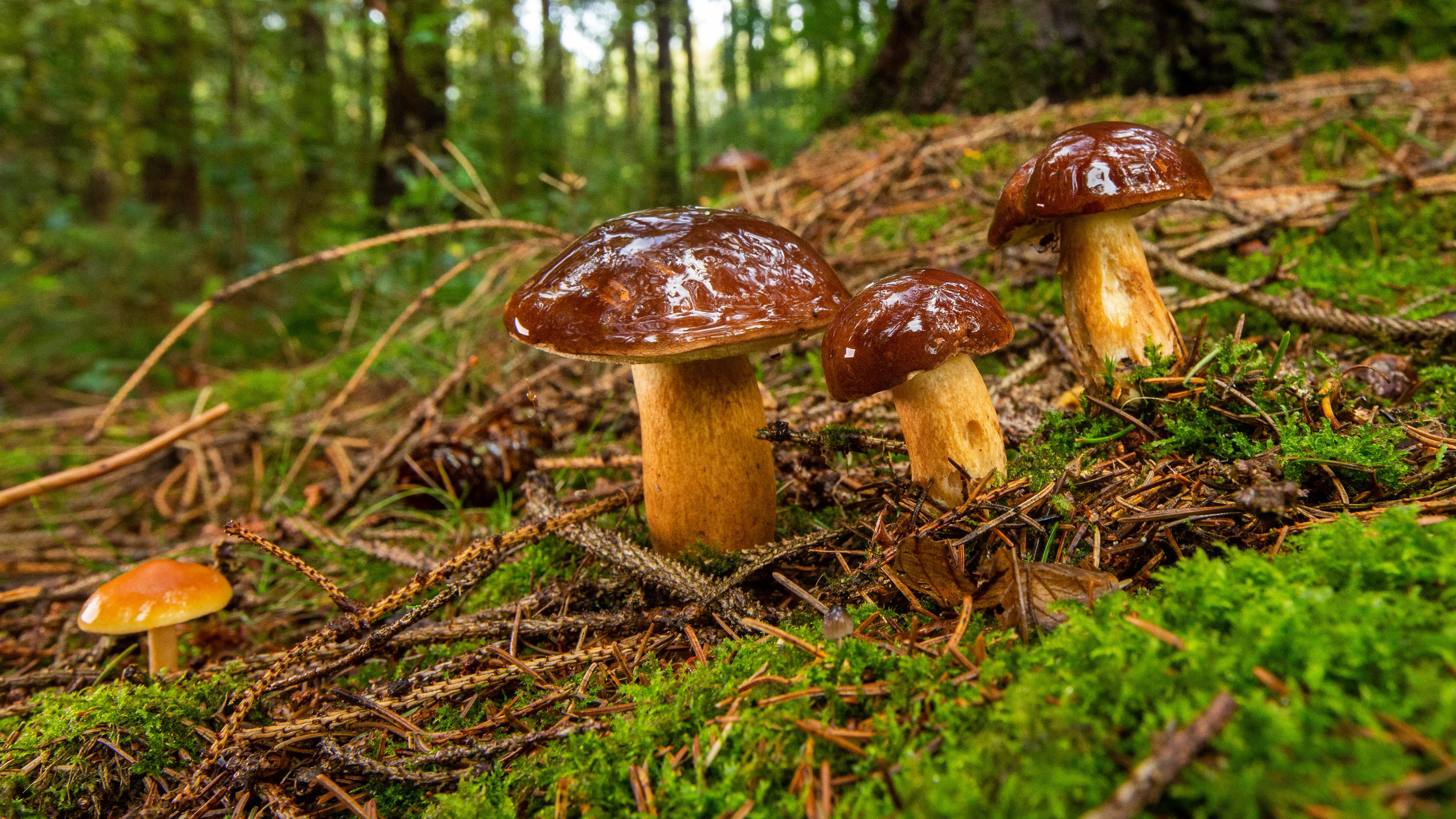 7-Tage-Wettertrend: Hochs blockieren Schlechtwetterlage ARCHIV - 30.09.2019, Schleswig-Holstein, Aumühle: Noch nass vom Regen glänzen die Hüte dieser Maronen in einem Wald bei Aumühle. Nach dem Regen «schießen» die Pilze nur so aus dem Boden. Das freut die Sammler und versetzt gleichzeitig Ärzte in Alarmb