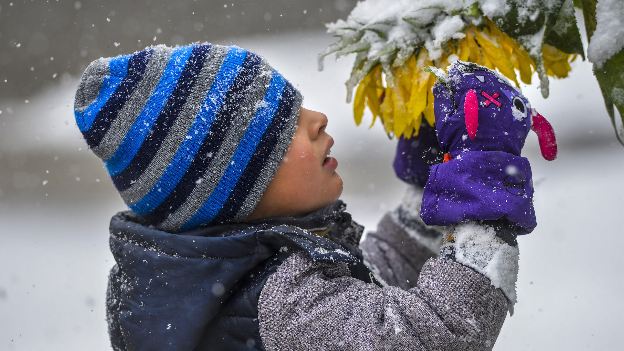 Das 30-Tage-Wetter vom 21.10.2019: Kommt jetzt wirklich der Winter? Das sagen unsere Meteorologen 28.09.2019, USA, Great Falls: Connor Cruz inspiziert vom ersten Schnee bedeckte Blumen. Ein Schneesturm hat Teile des US-Bundesstaats Montana lahmgelegt. Der Gouverneur rief am 29.09.2019 (Ortszeit) den Ausnahmezustand aus, nachdem an manchen Orten d