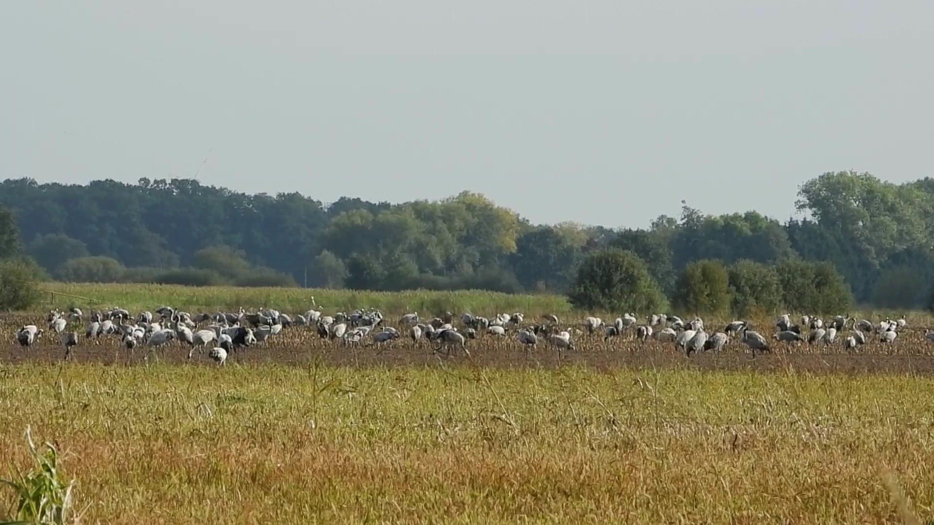 Klimawandel: Wie Zugvögel leiden oder profitieren Zugvögel und der Klimawandel