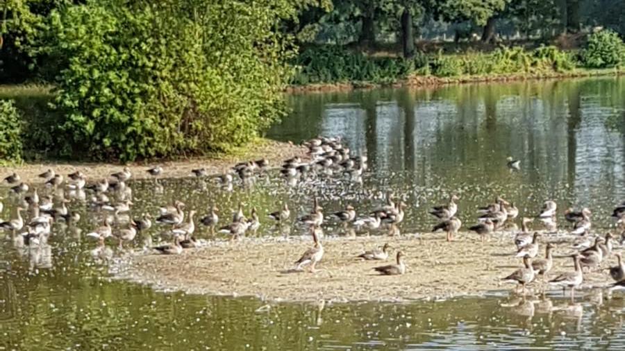 Klimawandel: Wie Zugvögel leiden oder profitieren Wildgänse im Winterquartier - der Klimawandel macht's möglich