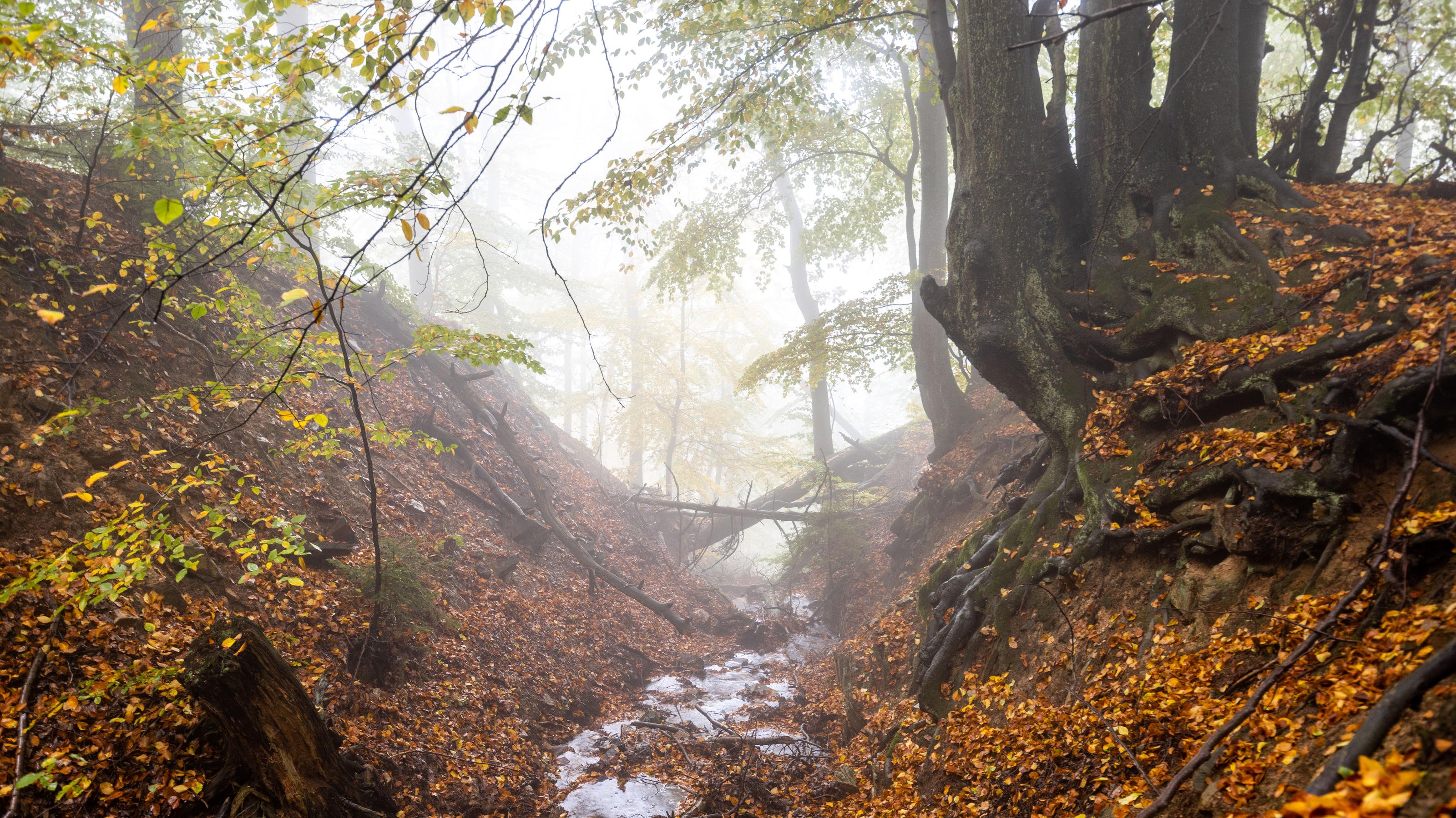 Wettervorhersage für den Herbst 2020 laut NOAA Herbstwetter im Taunus 18.10.2019, Königstein Hessen: Herbstlich verfärbte Blätter an den Bäumen vornehmlich Buchen im Wald bei Nebel am Romberg., Königstein Deutschland Autumn weather in Taunus 18 10 2019, Königstein Hesse Autumn discoloured leave