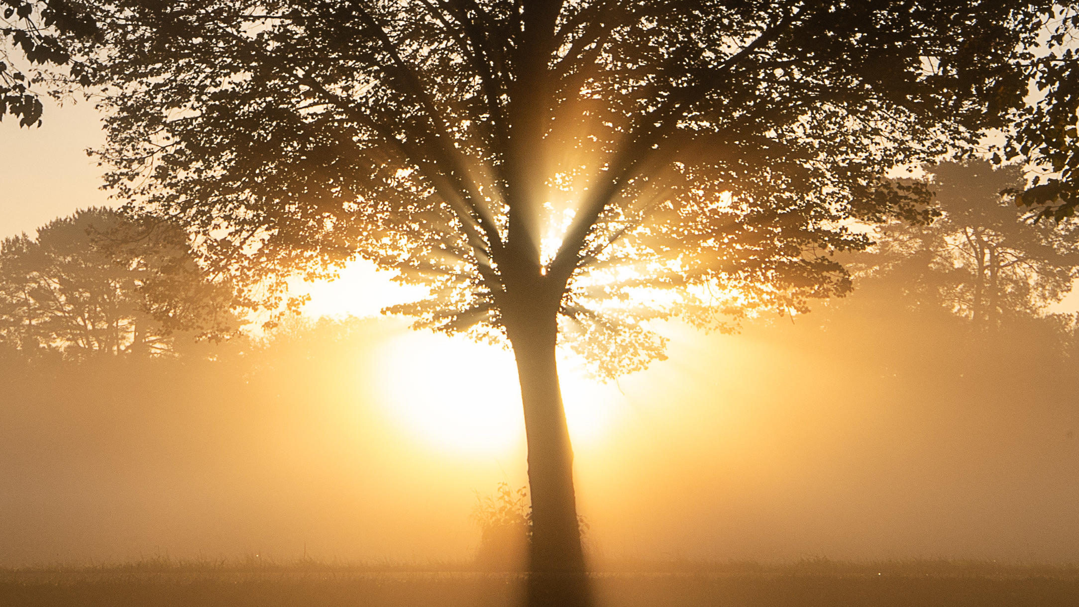 7-Tage-Wettertrend: Endlich kommt die Sonne zurück! 14.10.2019, Baden-Württemberg, Kirchentellinsfurt: Die Sonne geht hinter einem Baum in Nebel auf. Foto: Sebastian Gollnow/dpa +++ dpa-Bildfunk +++