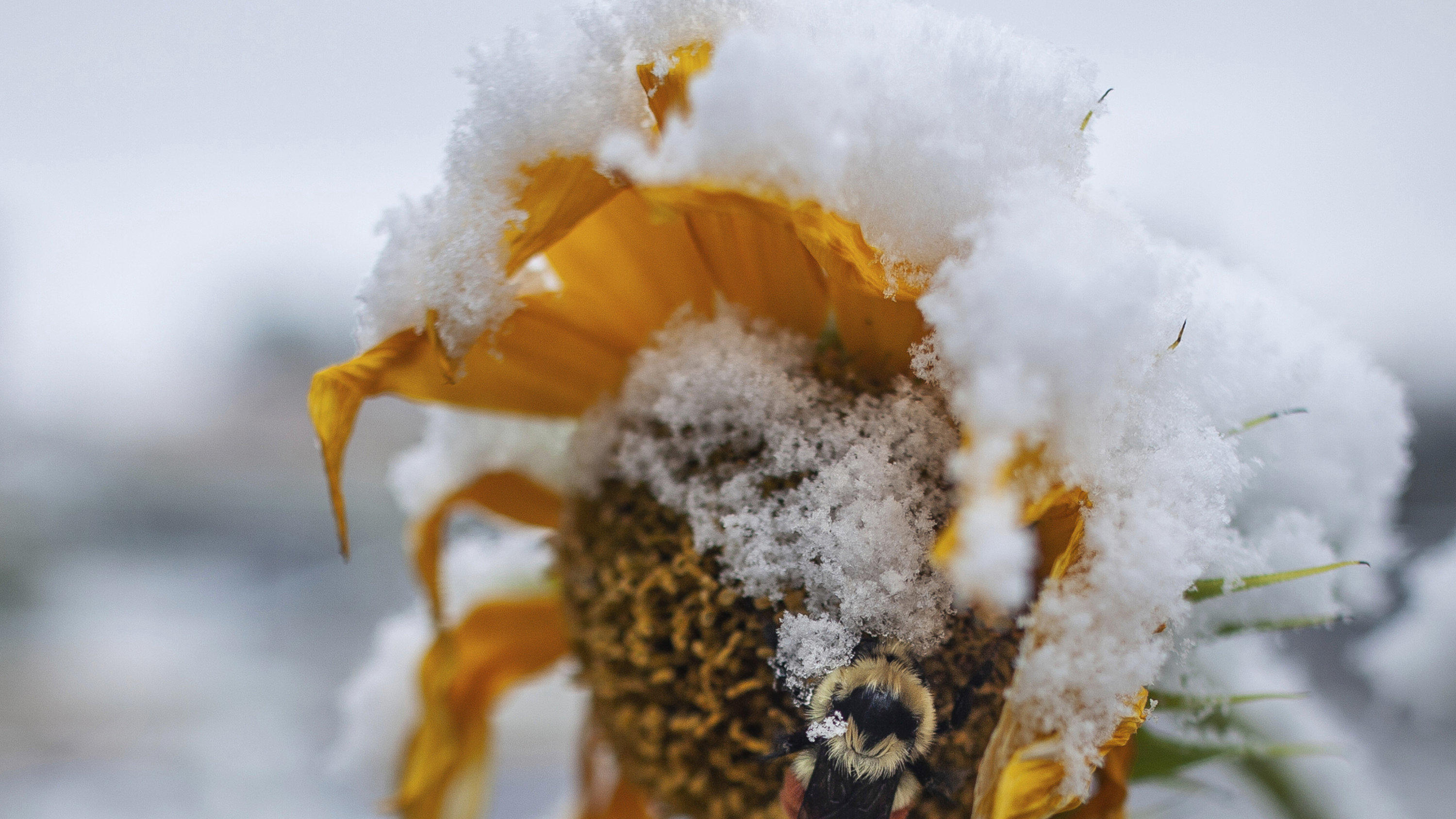 Das 30-Tage-Wetter vom 23.10.2019: Winterzeit heißt Zeit für Winter 29.09.2019, USA, Missoula: Eine Hummel sitzt auf einer schneebedeckten Sonnenblume. Ein Schneesturm hat Teile des US-Bundesstaats Montana lahmgelegt. Der Gouverneur rief am 29.09.2019 (Ortszeit) den Ausnahmezustand aus, nachdem an manchen Orten des B