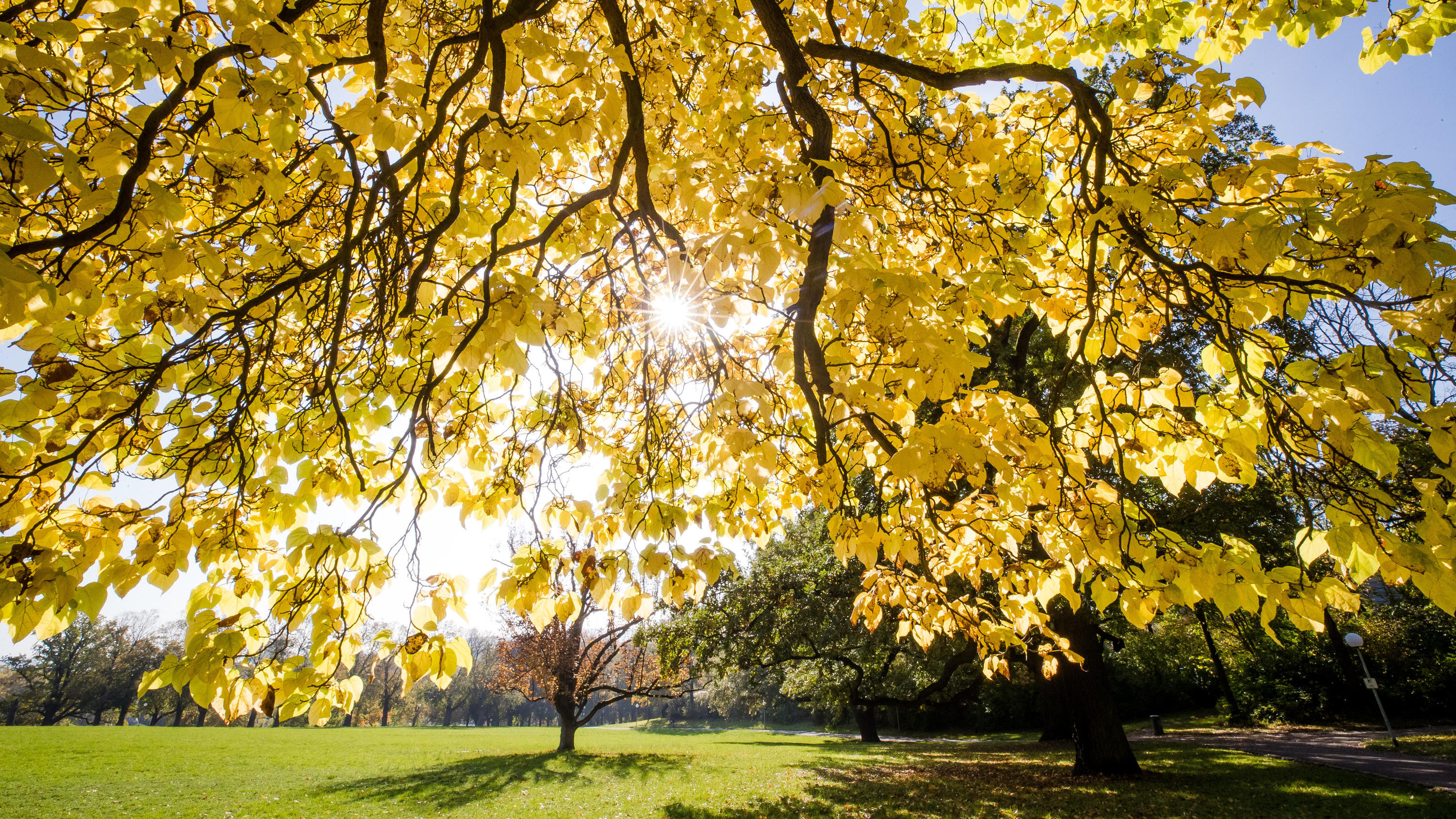 Das Wetter am Wochenende: Goldener Oktober - mit Ausnahmen 23.10.2019, Baden-Württemberg, Stuttgart: Die Sonne strahlt durch die herbstlich verfärbten Blätter eines Baumes im Rosensteinpark. Foto: Christoph Schmidt/dpa +++ dpa-Bildfunk +++