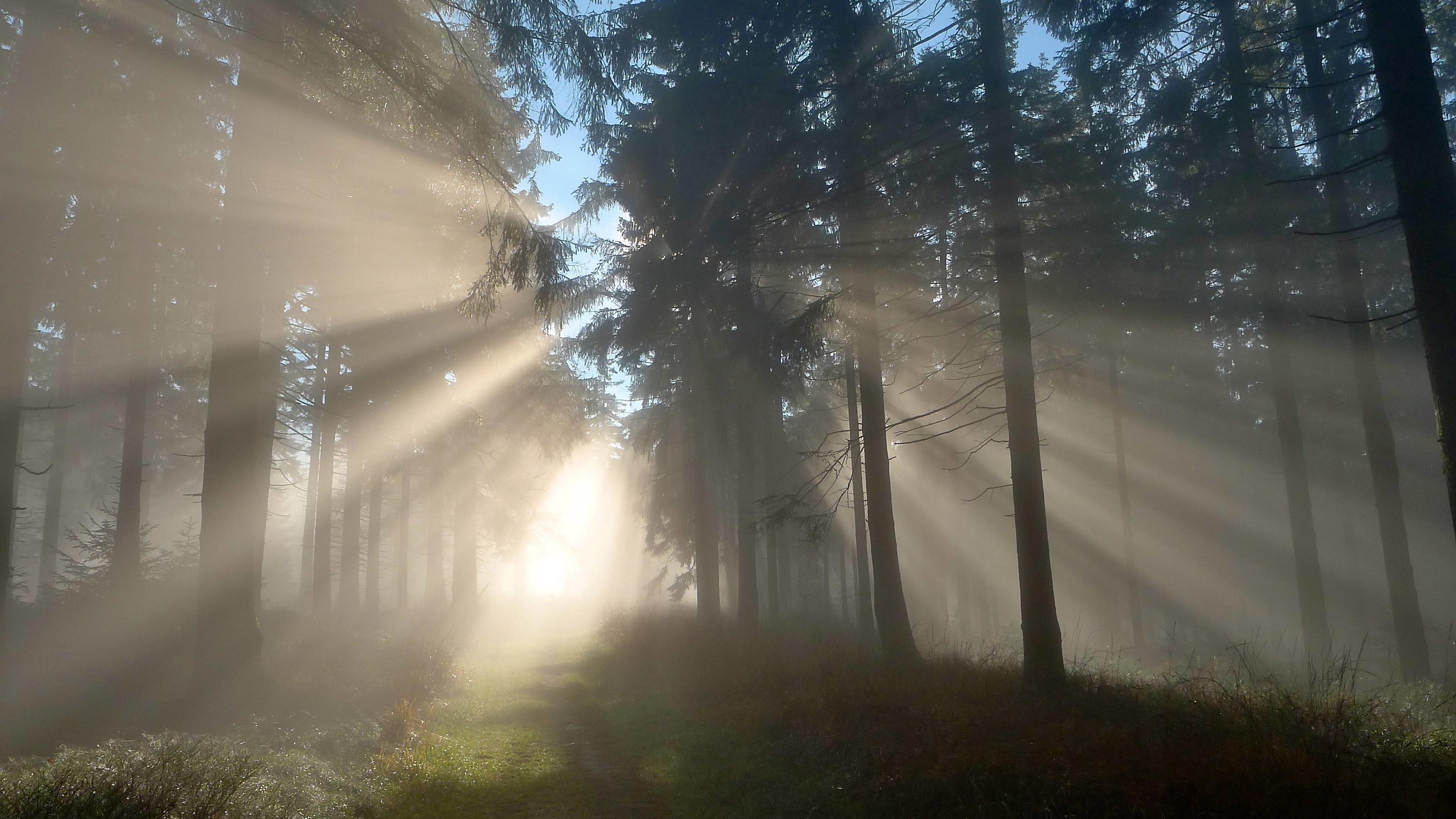 7-Tage-Wettertrend: Sonne auf Tauchstation - bald wieder kühler Die Sonne bahnt sich im Eggegebirge auf dem Eggeweg bei Altenbeken einen Weg durch den dichten Nebel des Novembertages, Wanderung auf Eggeweg X1, Foto vom 13. November 2011