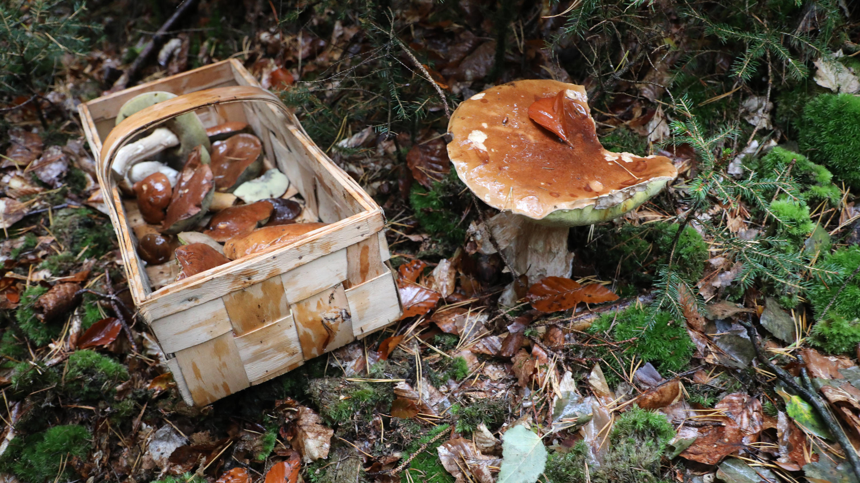 Achtung! In diesen deutschen Wäldern sind Pilze radioaktiv verseucht ARCHIV - 03.10.2019, Thüringen, Greiz: Ein Korb mit Pilzen steht auf dem Waldboden. Angesichts des besonders guten Pilzjahrs warnt der Giftnotruf für Berlin und Brandenburg an der Charité vor dem leichtfertigen Verzehr selbst gesammelter Pilze. Foto