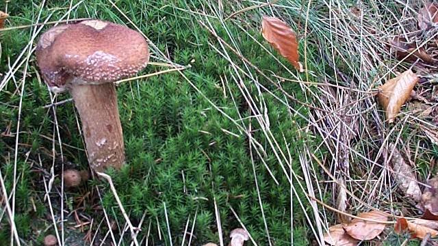 Fakten über Pilze: Das größte Lebewesen der Welt ist ein Pilz hallimasch