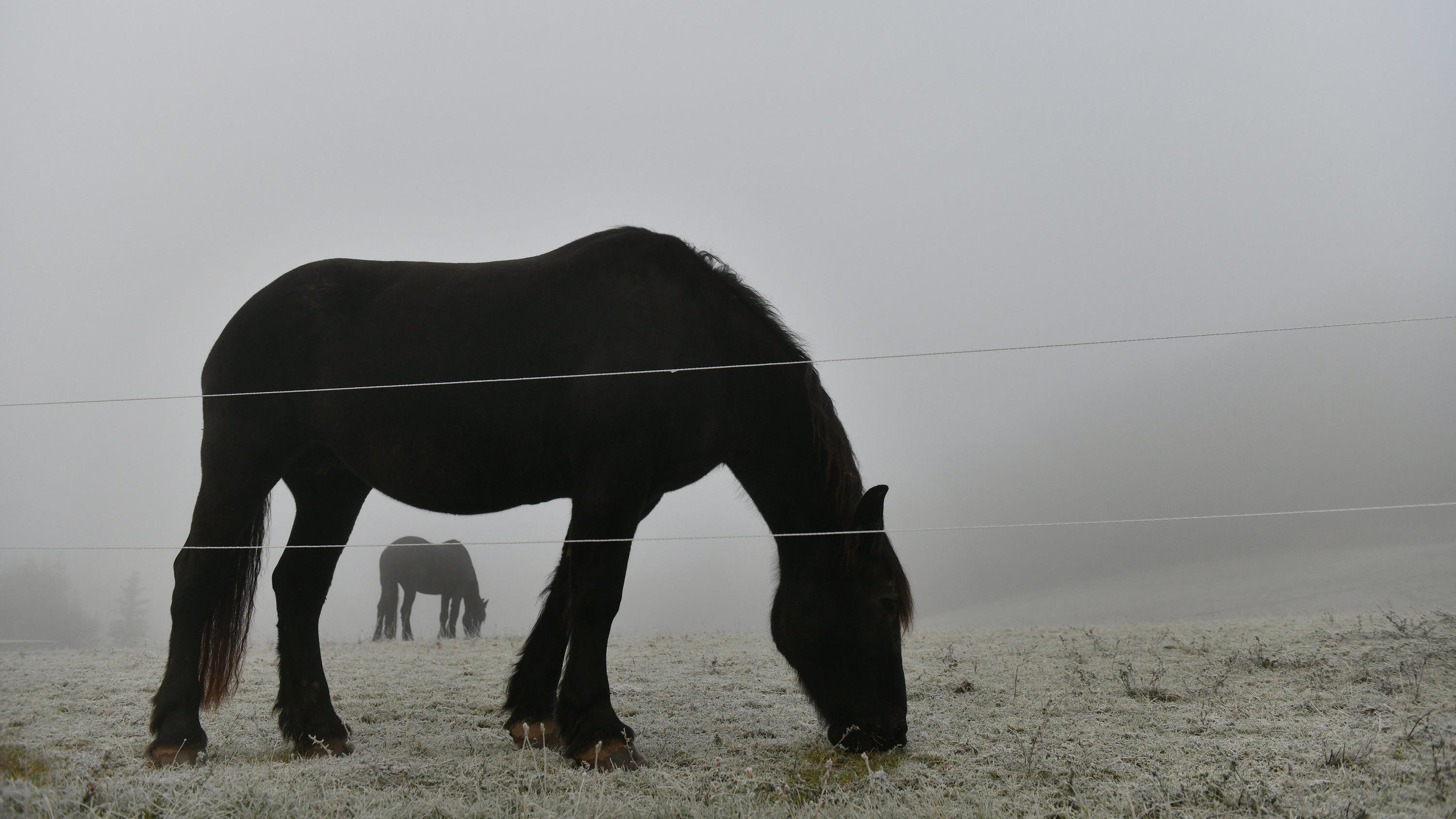 Wetterbericht für Deutschland für den 03.11.2019: Nicht mehr so warm, aber weiter nass 01.11.2019, Thüringen, Sonnenstein: Zwei Pferde grasen im Nebel auf einer Weide. Auch in den kommenden Tagen soll es nach den Wettervorhersagen trüb und regnerisch werden. Foto: Frank May/dpa +++ dpa-Bildfunk +++