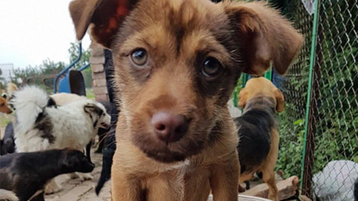 Sasha nahm verlassene Welpen auf und betreibt mittlerweile ein Tierheim mit 750 Hunden Sasha rettet verlassene Hund und nimmt sie bei sich auf.