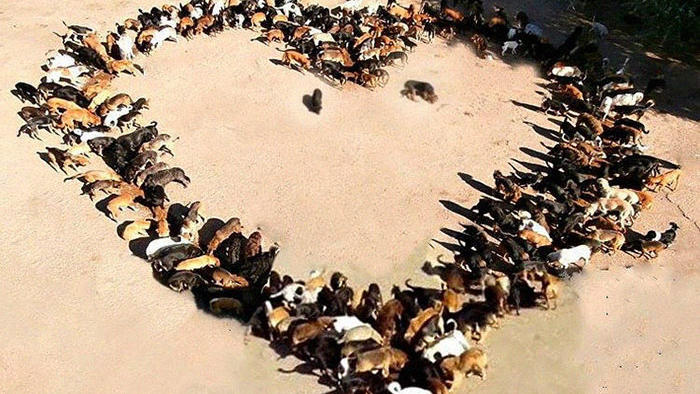 Sasha nahm verlassene Welpen auf und betreibt mittlerweile ein Tierheim mit 750 Hunden Sasha gibt den Hunden nicht nur Nahrung und eine Unterkunft, sondern auch ganz viel Liebe und Fürsorge.
