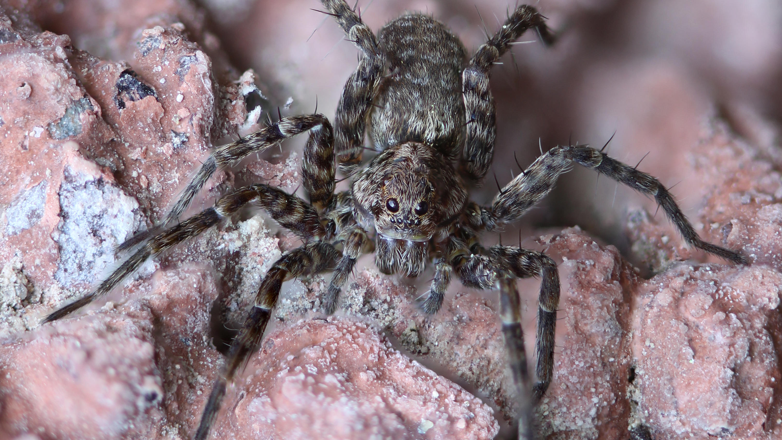 Achtung, Spinnen-Phobiker: Spinnen lieben diese Farbe! Spinne guckt in die Kamera