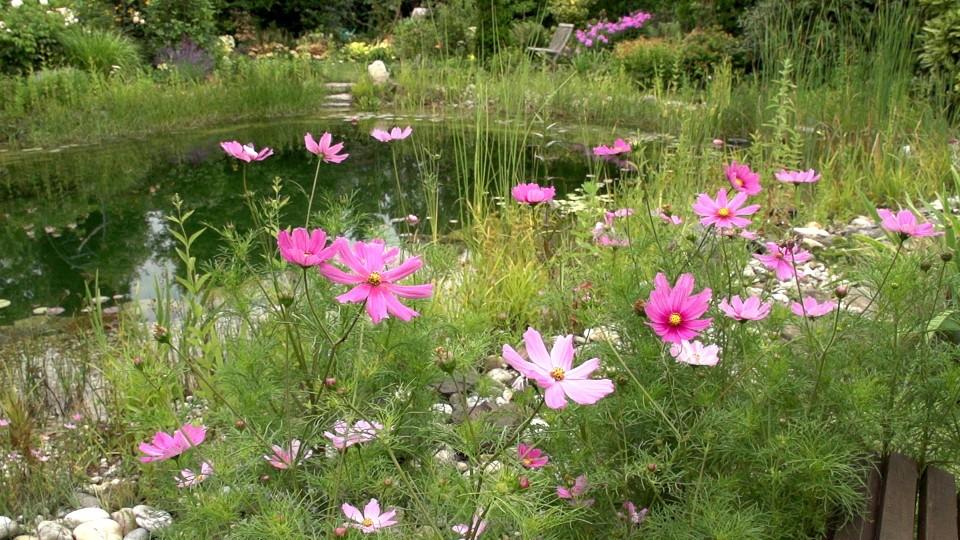 Mit Schwammstädten gegen Klimawandel, Starkregen inklusive Gartenteich