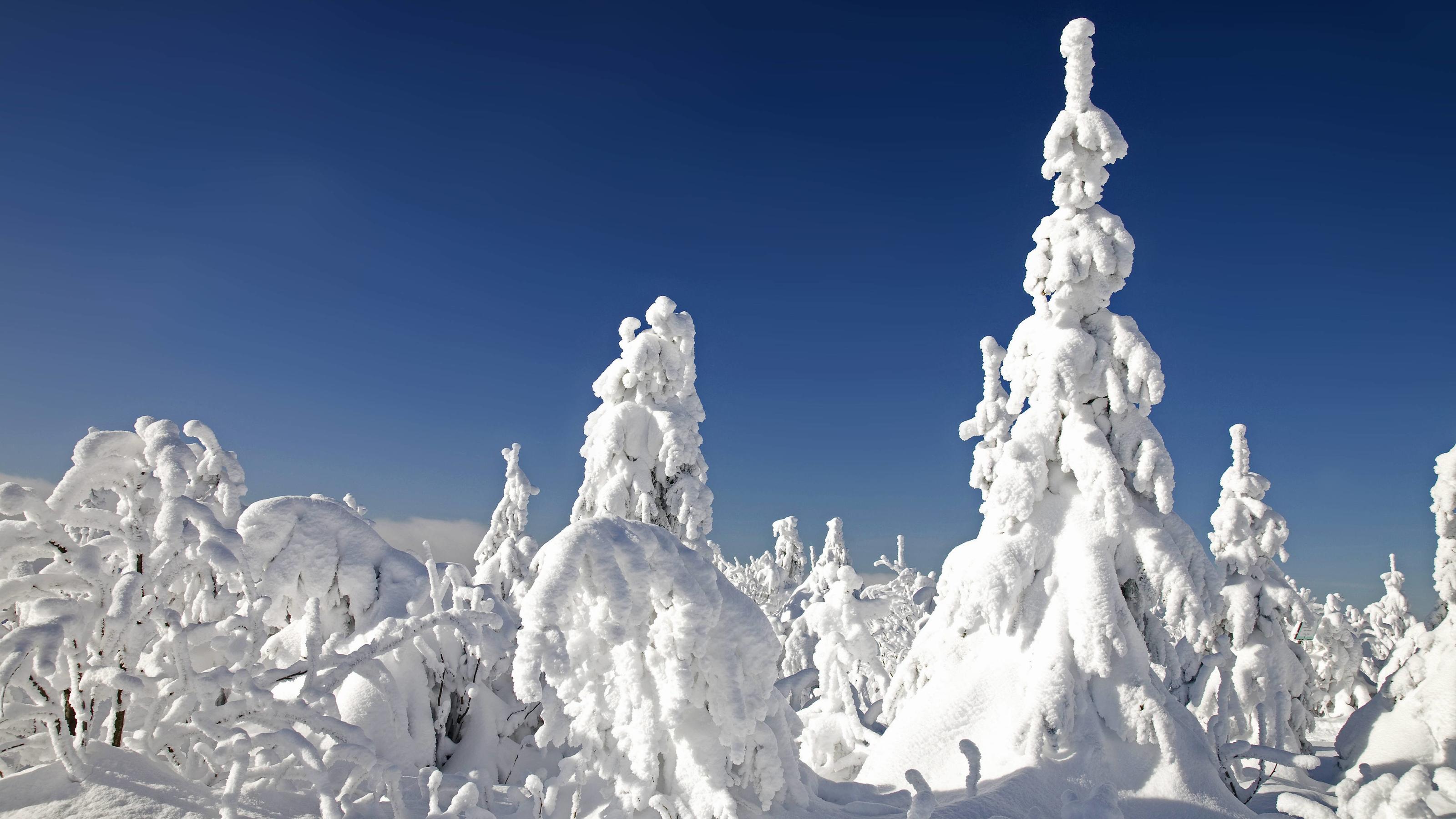 Was das Laub über den Winter verrät Winterwald auf dem Fichtelberg, Deutschland, Sachsen, Erzgebirge | winter forest on Fichtelberg mountain, Germany, Saxony, Erz Mountains | Verwendung weltweit