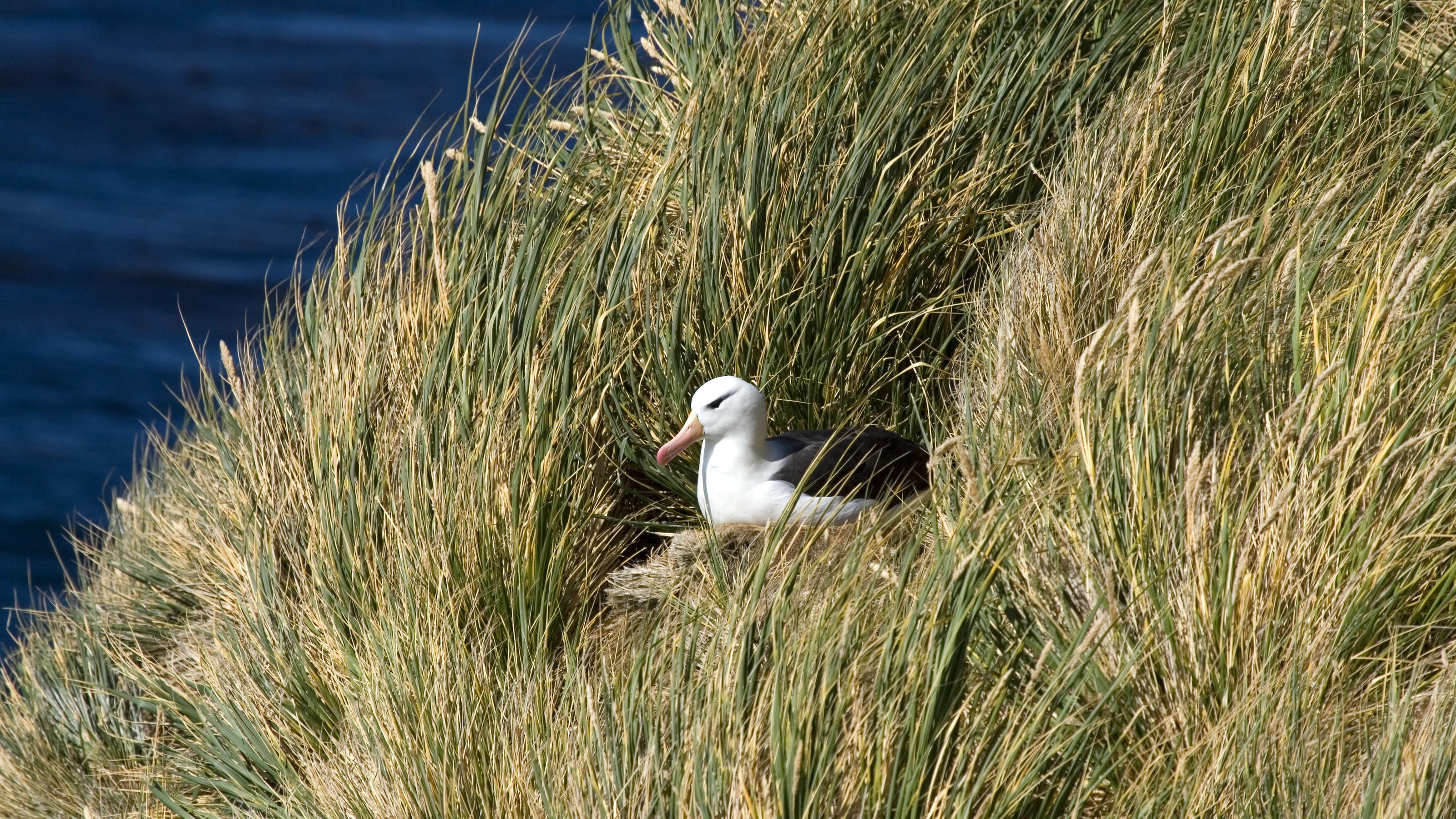 Serie zum Klimawandel - Teil 2: Was macht die Klimakrise mit der Tierwelt? Black-browed albatross Diomedea melanophris on nest in the tussock grass on Saunders Island, Falkland Islands PUBLICATIONxINxGERxSUIxAUTxONLY Copyright: xGentooMultimediax 1312373