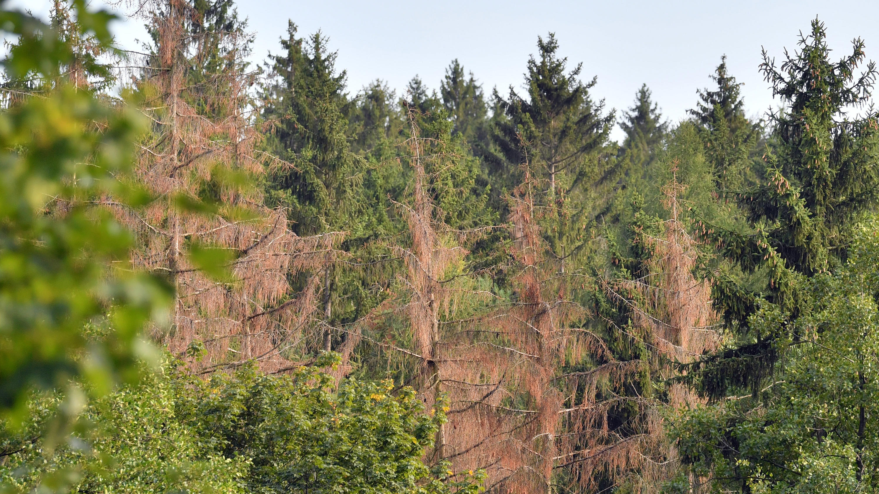 Serie zum Klimawandel: Hitzewellen und Extremwetter - wie sehr leiden die Pflanzen? ARCHIV - 27.08.2019, Sachsen, Augustusburg: Abgestorbene Bäume stehen im Forst bei Augustusburg. Seit Oktober 2017 wurden in den sächsischen Wäldern 5,2 Millionen Kubikmeter Schadholz durch Schneebruch, Sturm und Insekten erfasst. Große Probleme bere