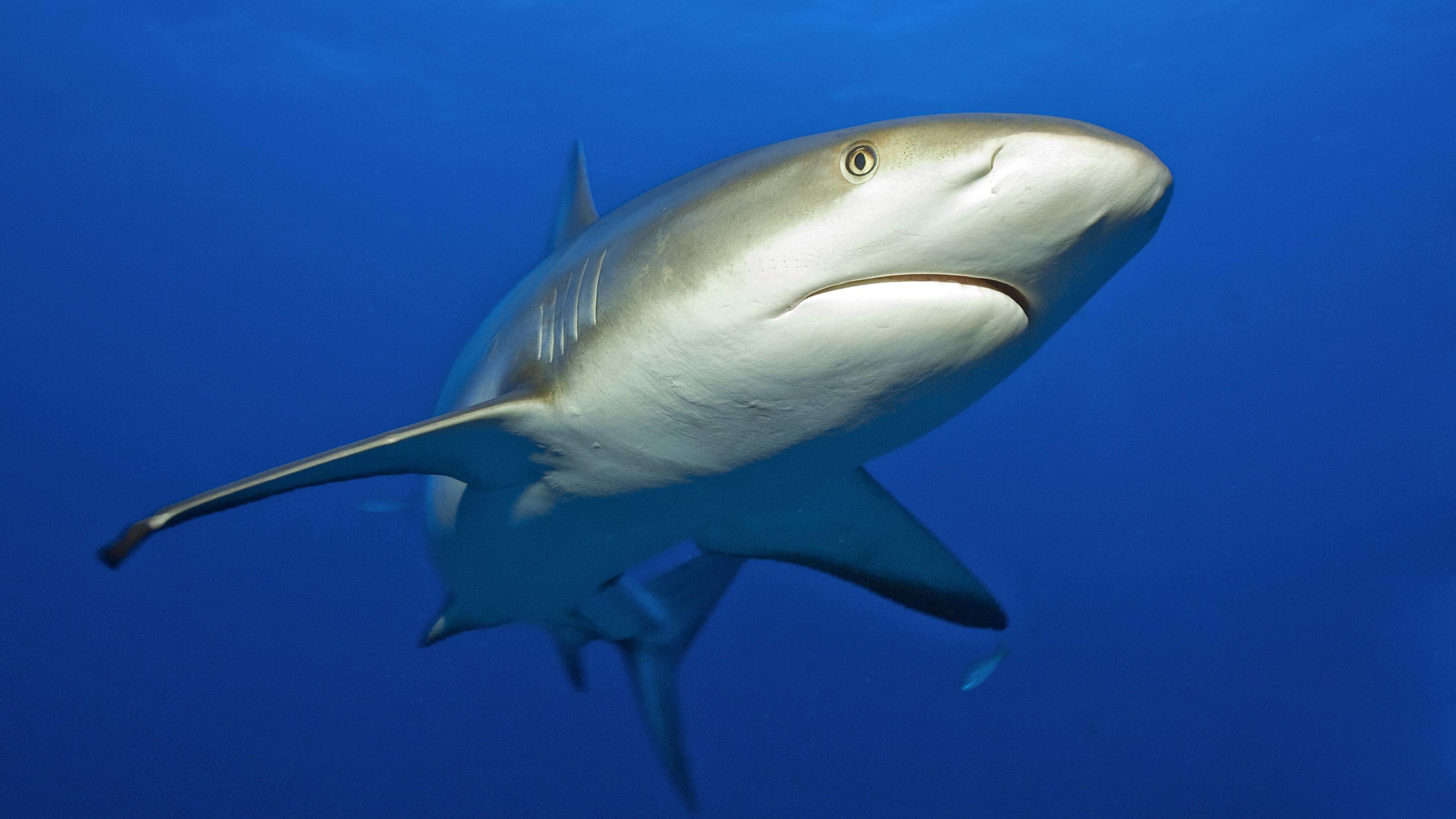 Klimawandel: 700 Meeresregionen mit zu wenig Sauerstoff - Wissenschaftler schlagen Alarm Grauer Riffhai, Pazifik, Indischer Ozean, Ozeanien, Rotes Meer, Mikronesien / (Carcharhinus amblyrhynchos) | Verwendung weltweit
