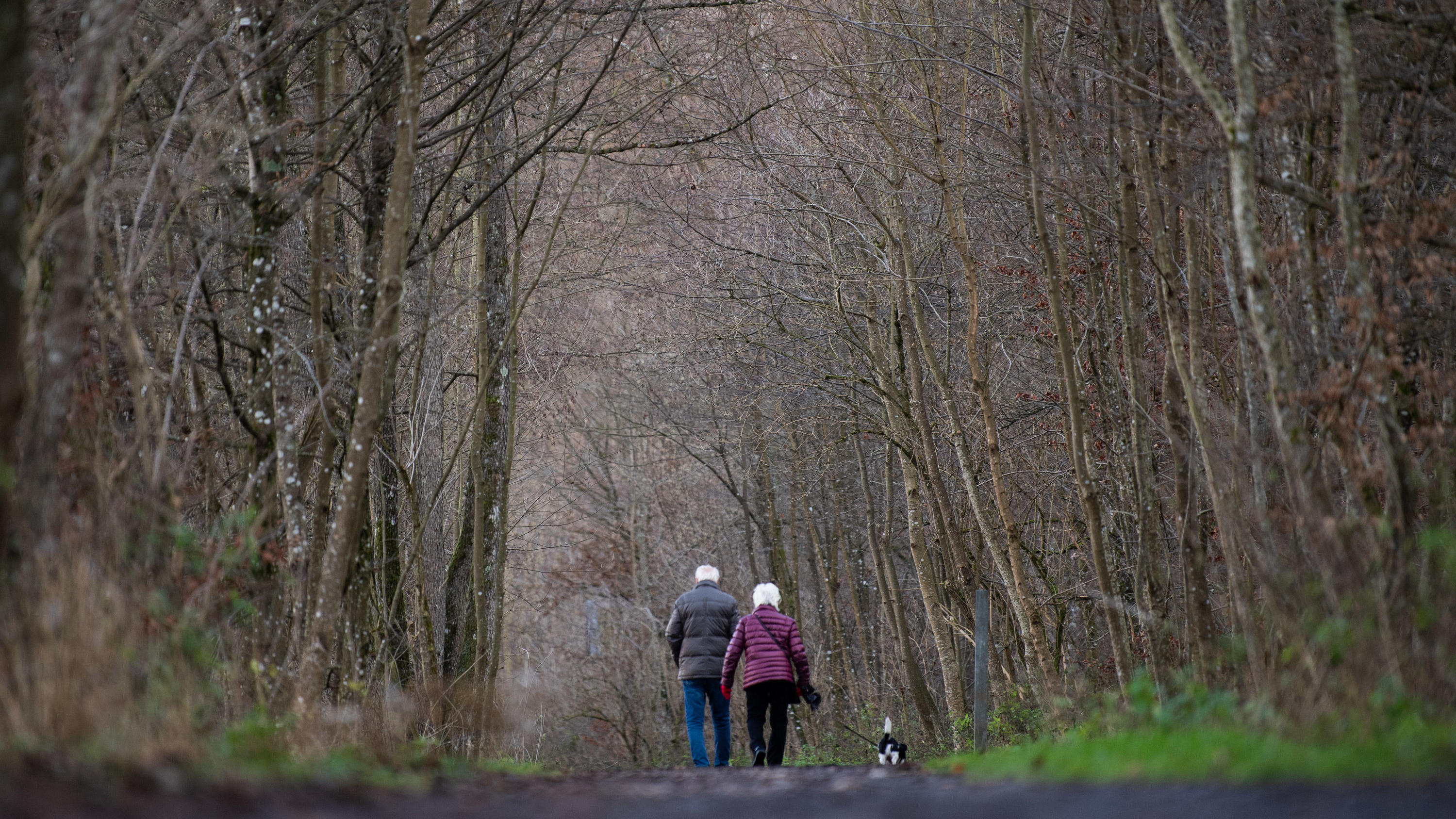 Weiße Weihnachten 2019 - die große Frage: Gibt es jetzt Schnee zum Fest? 10.12.2019, Baden-Württemberg, Kirchheim unter Teck: Zwei ältere Menschen laufen mit einem Hund auf einem Waldweg. Foto: Tom Weller/dpa +++ dpa-Bildfunk +++