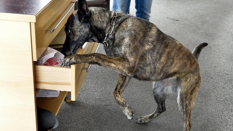 Bienen als Drogenschnüffler Ein Drogenhund schnuppert im Fach einer Kommode
