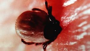 Gefährliche Zeckenbisse: So können Sie sich vor FSME und Borreliose schützen Zeckenstiche können durchaus gefährlich werden.