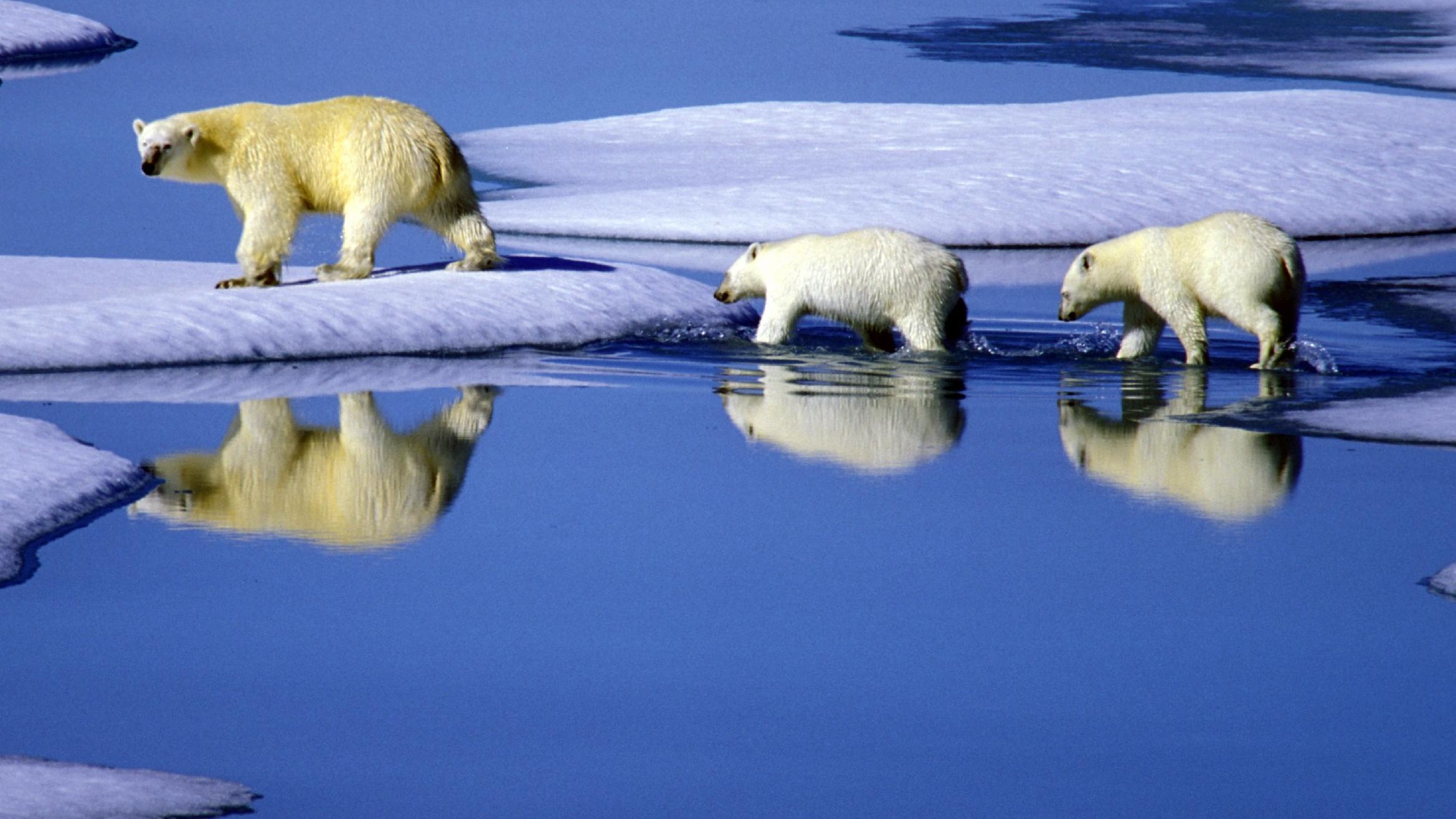 ARCHIV - Eine Eisbärenmutter marschiert mit ihren beiden Jungen auf Futtersuche über Eisschollen im Gebiet der Nordwest-Passage in Kanada (Undatierte, neuere Aufnahme). Die US-Regierung will Eisbären nach Informationen der