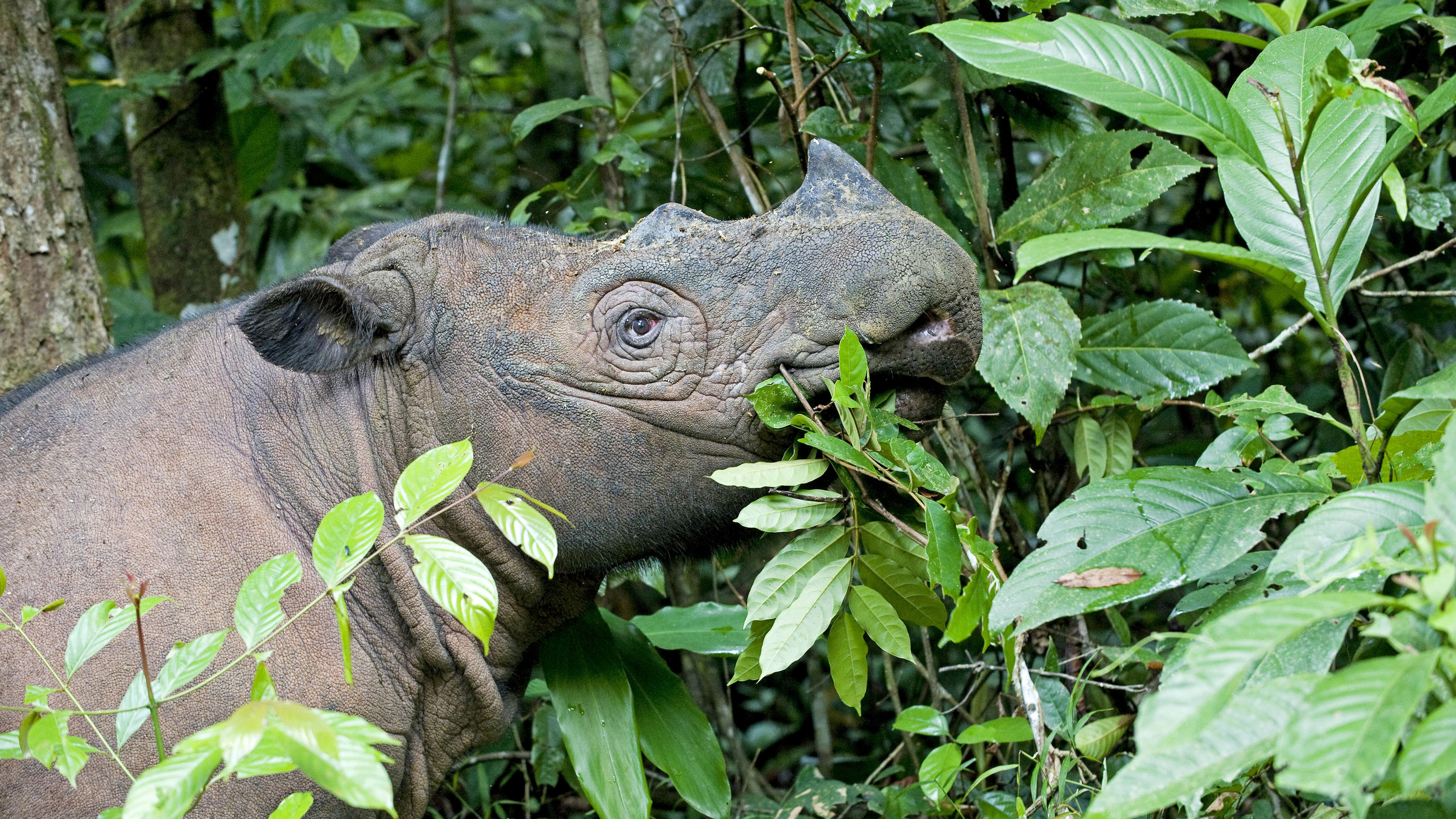 Sumatran Rhinoceros - eating in forest Dicerorhinus sumatrensis. Way Kambas National Park - Lampung Province - southern Sumatra - Indonesia. critically endangered / threatened species - fewer than 200 left - captive - Sumatran Rhinoceros Sanctuary wi