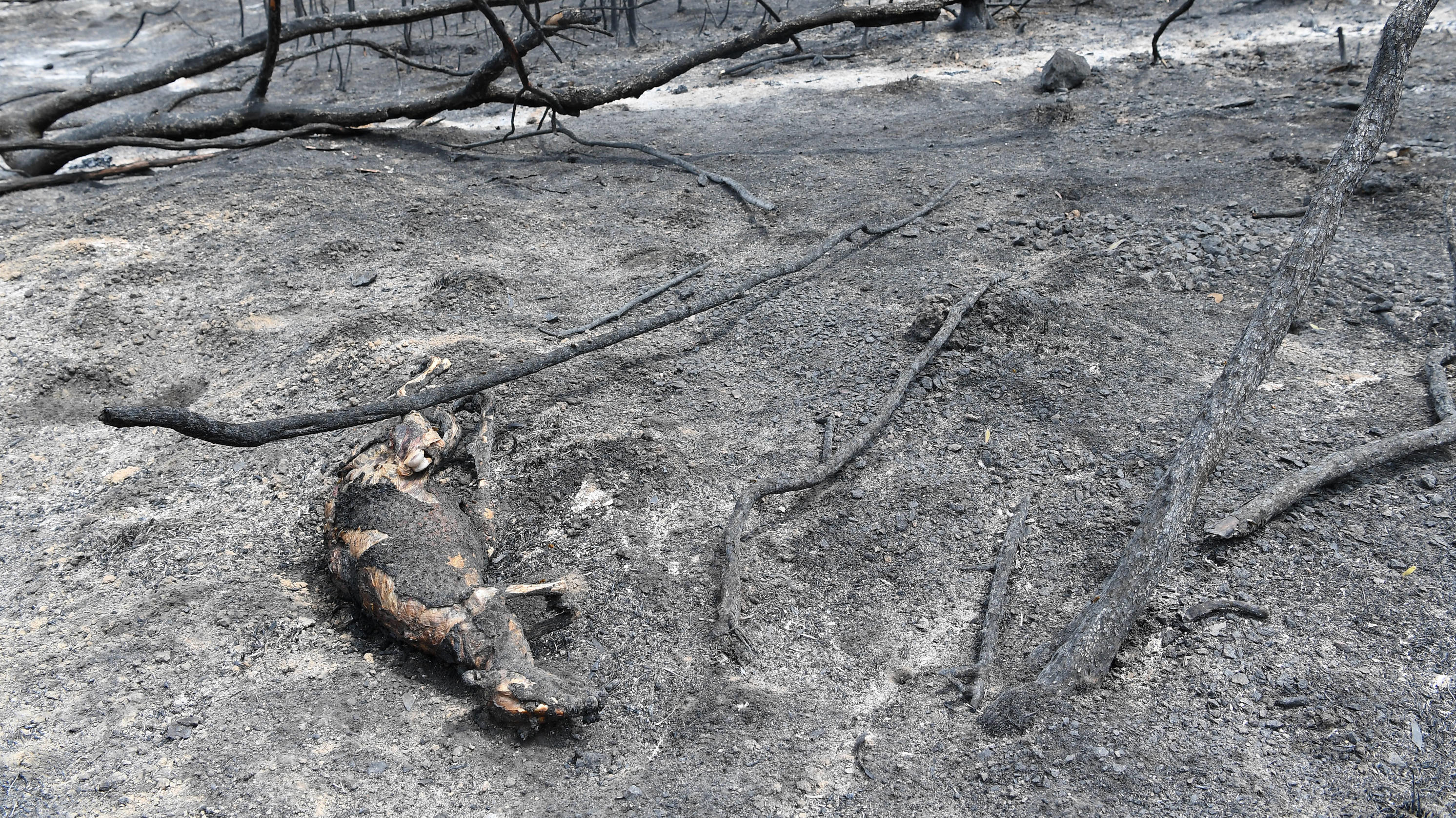 Eine halbe Milliarde Tiere verbrannte in den australischen Feuern BUSHFIRES VIC, A dead Kangaroo is seen in Sarsfield, East Gippsland, Victoria, Tuesday, December 31, 2019. Australia s military will provide support for the response to Victoria s bushfires, as four people remain missing in the blazes. ACHTUNG: NUR